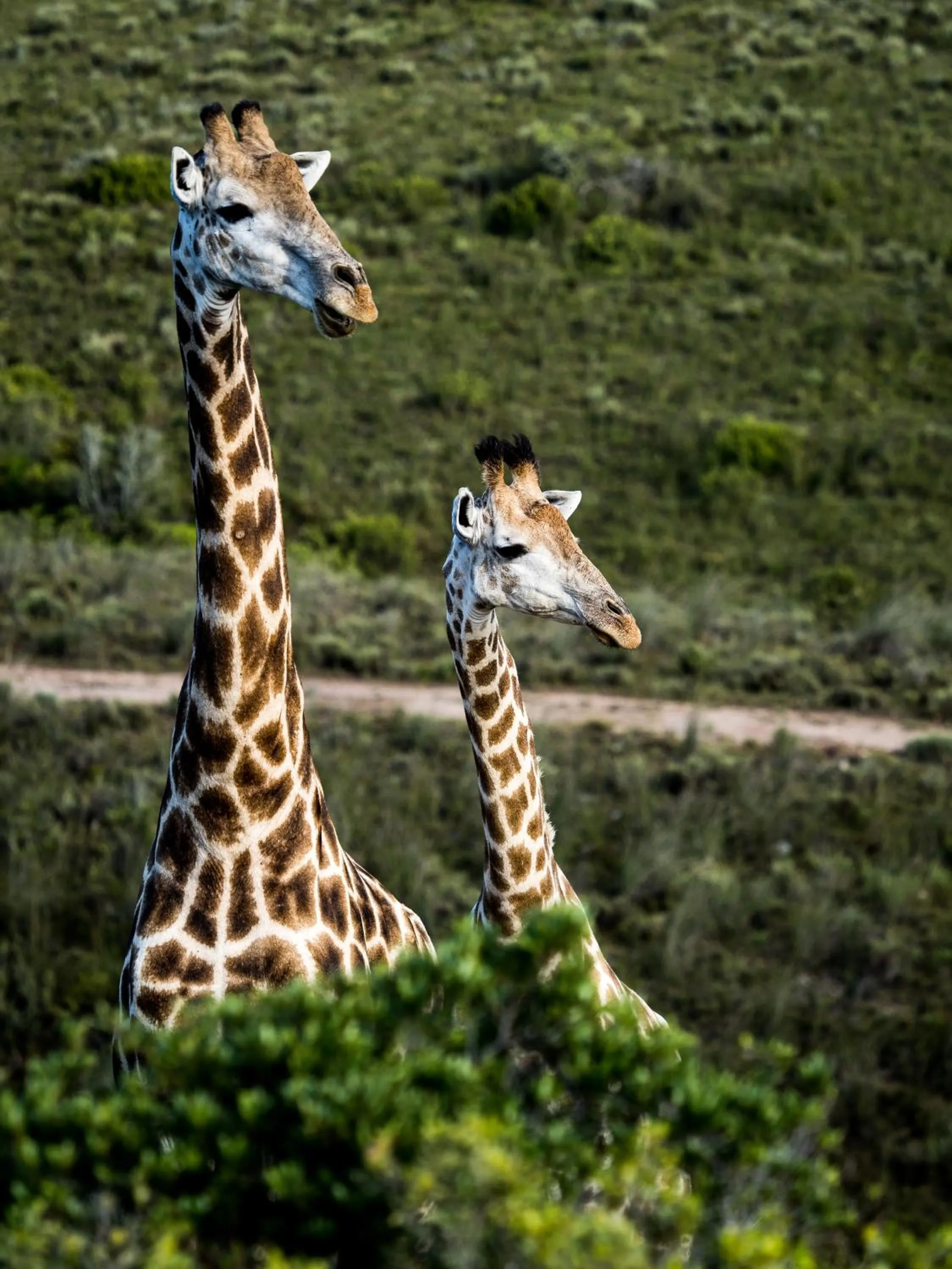Day in Garden Route Safari Camp