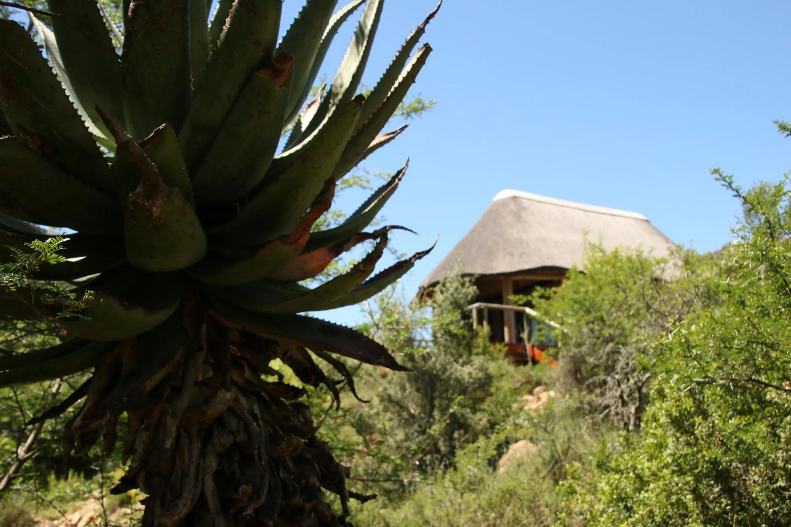 Garden Route Safari Camp