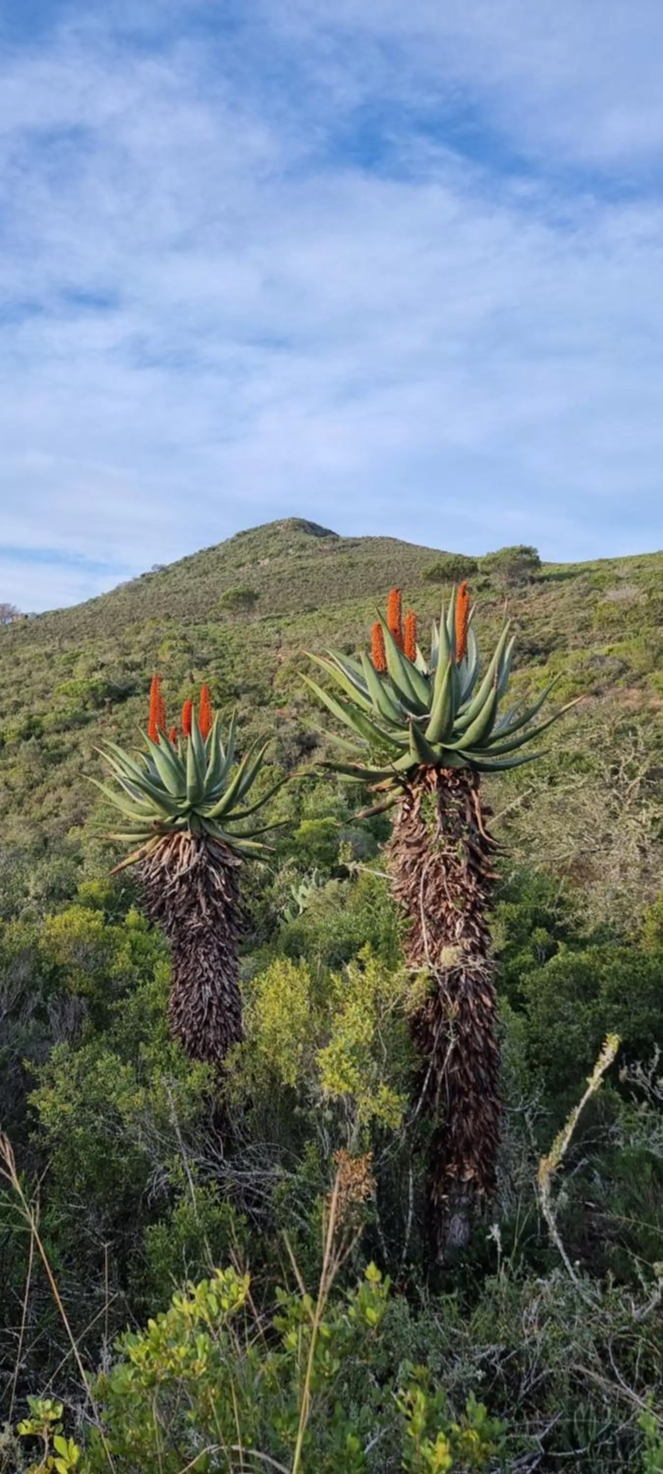 Garden Route Safari Camp