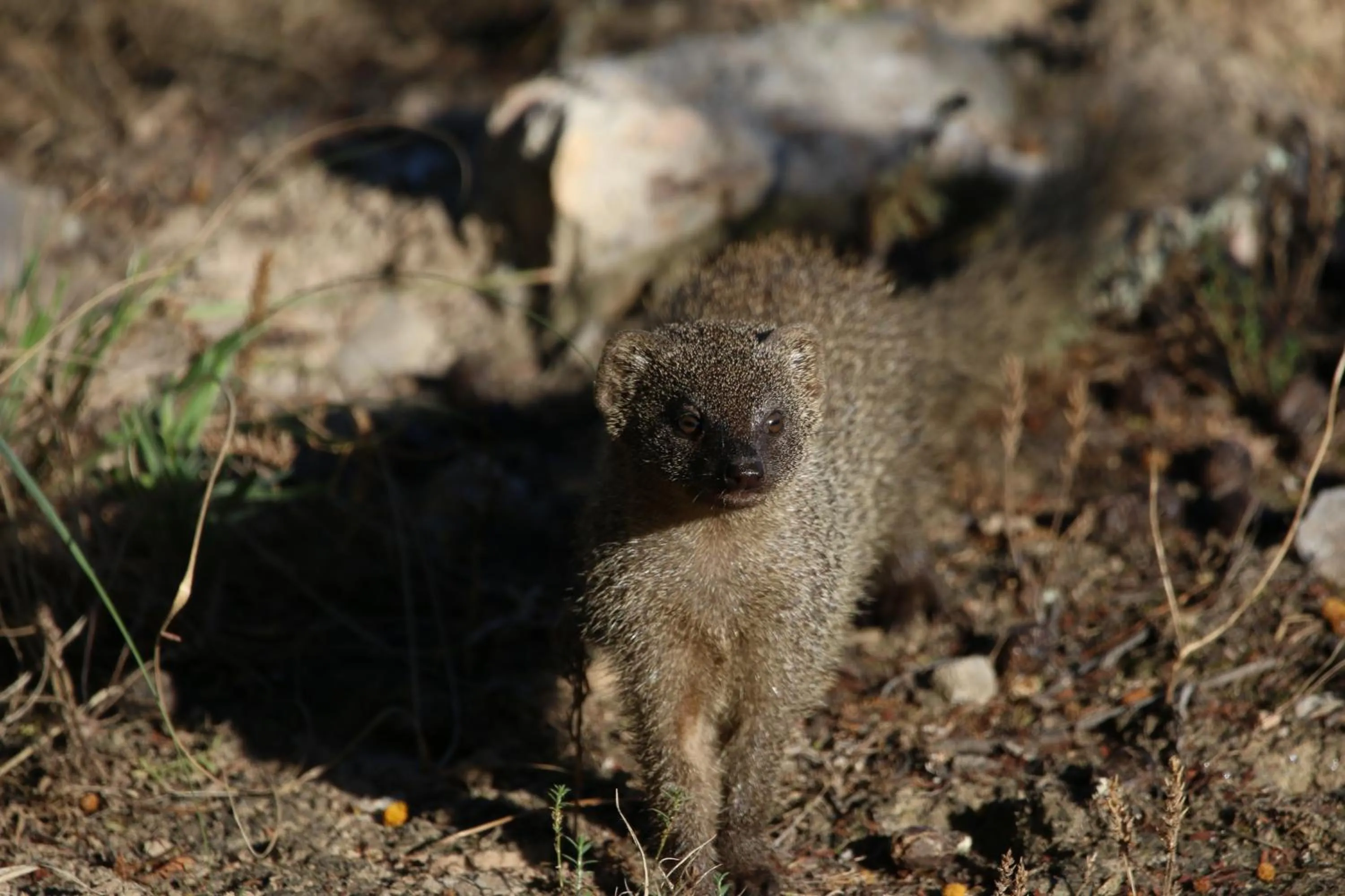 Animals in Garden Route Safari Camp