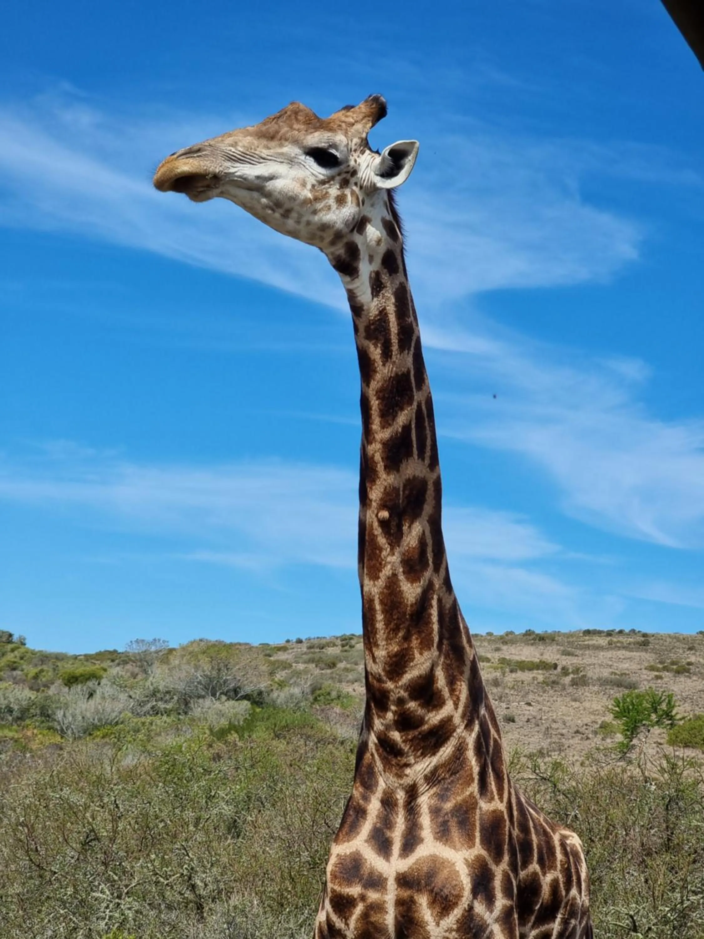 Day in Garden Route Safari Camp