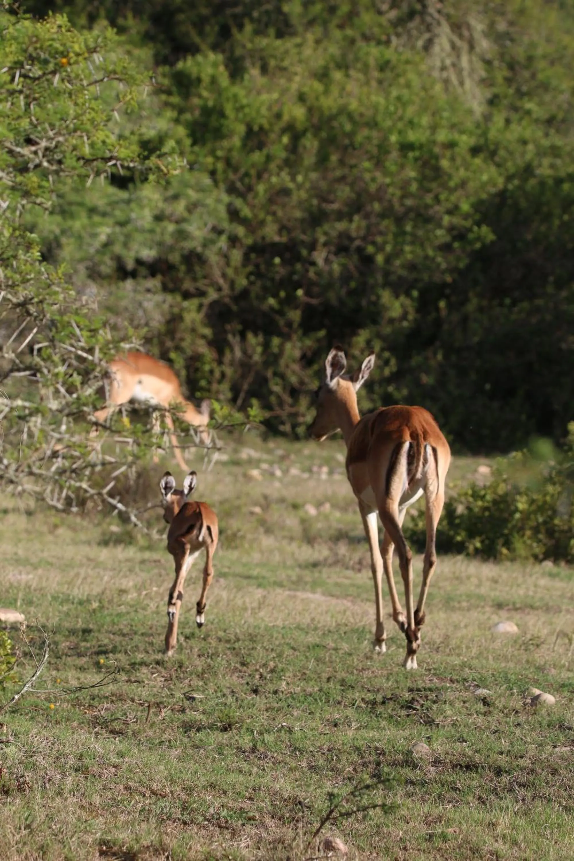 Day in Garden Route Safari Camp