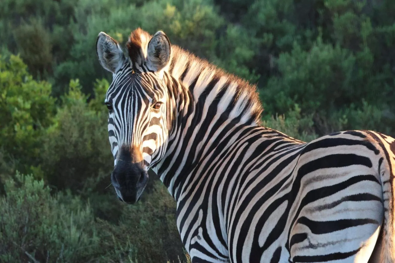 Garden Route Safari Camp