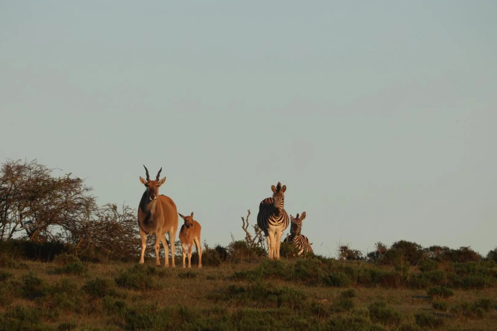 Garden Route Safari Camp