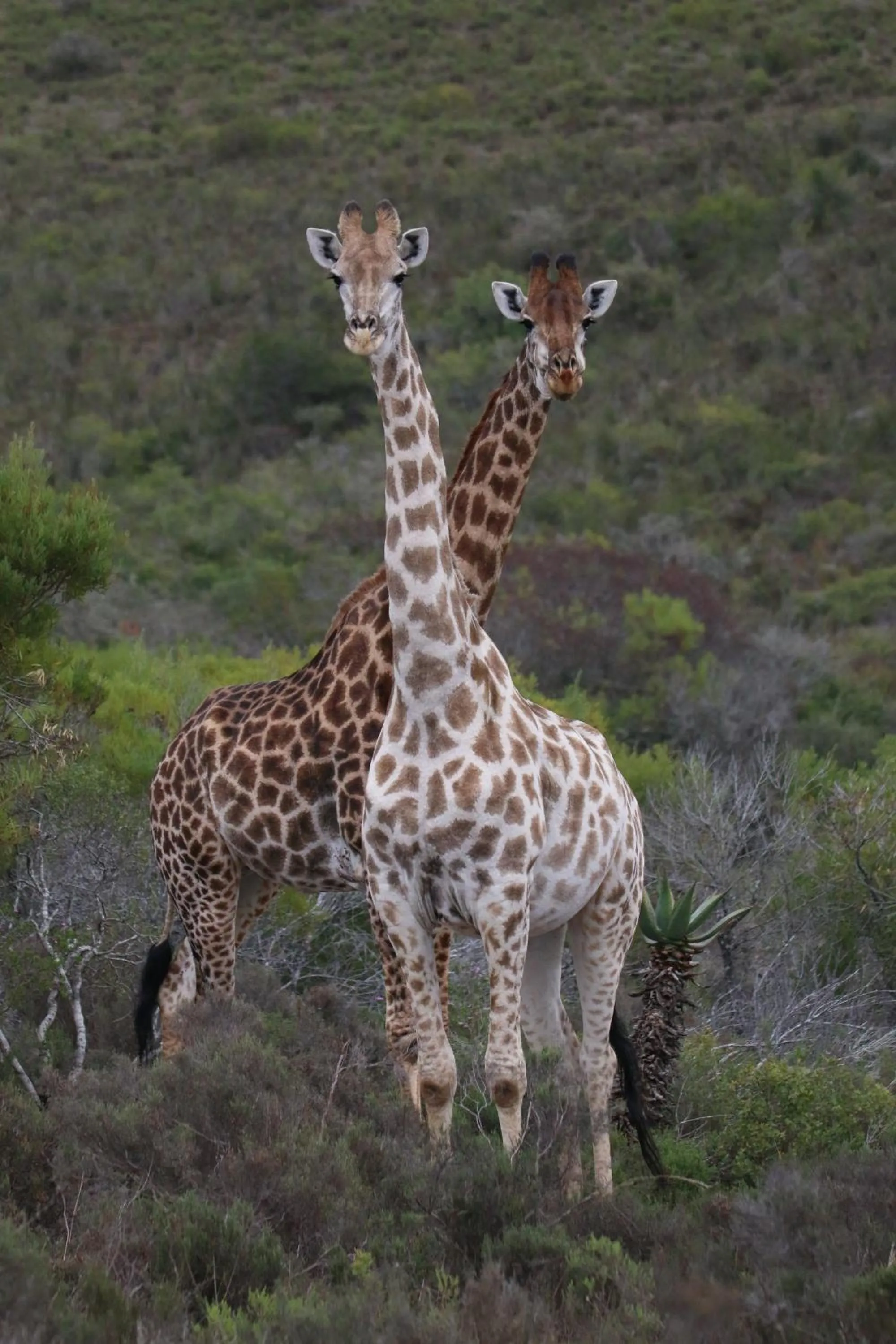 Animals in Garden Route Safari Camp