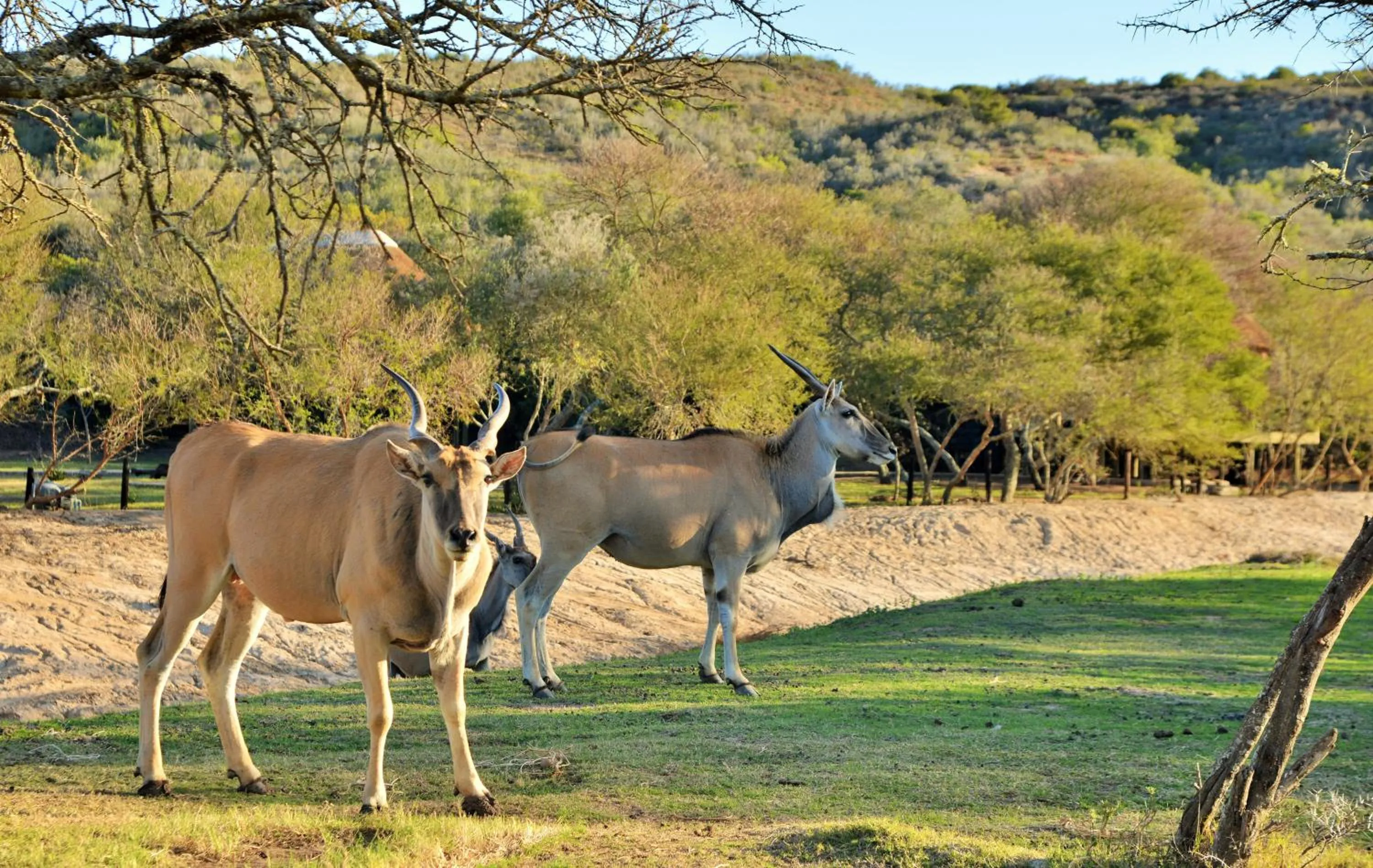 Animals in Garden Route Safari Camp