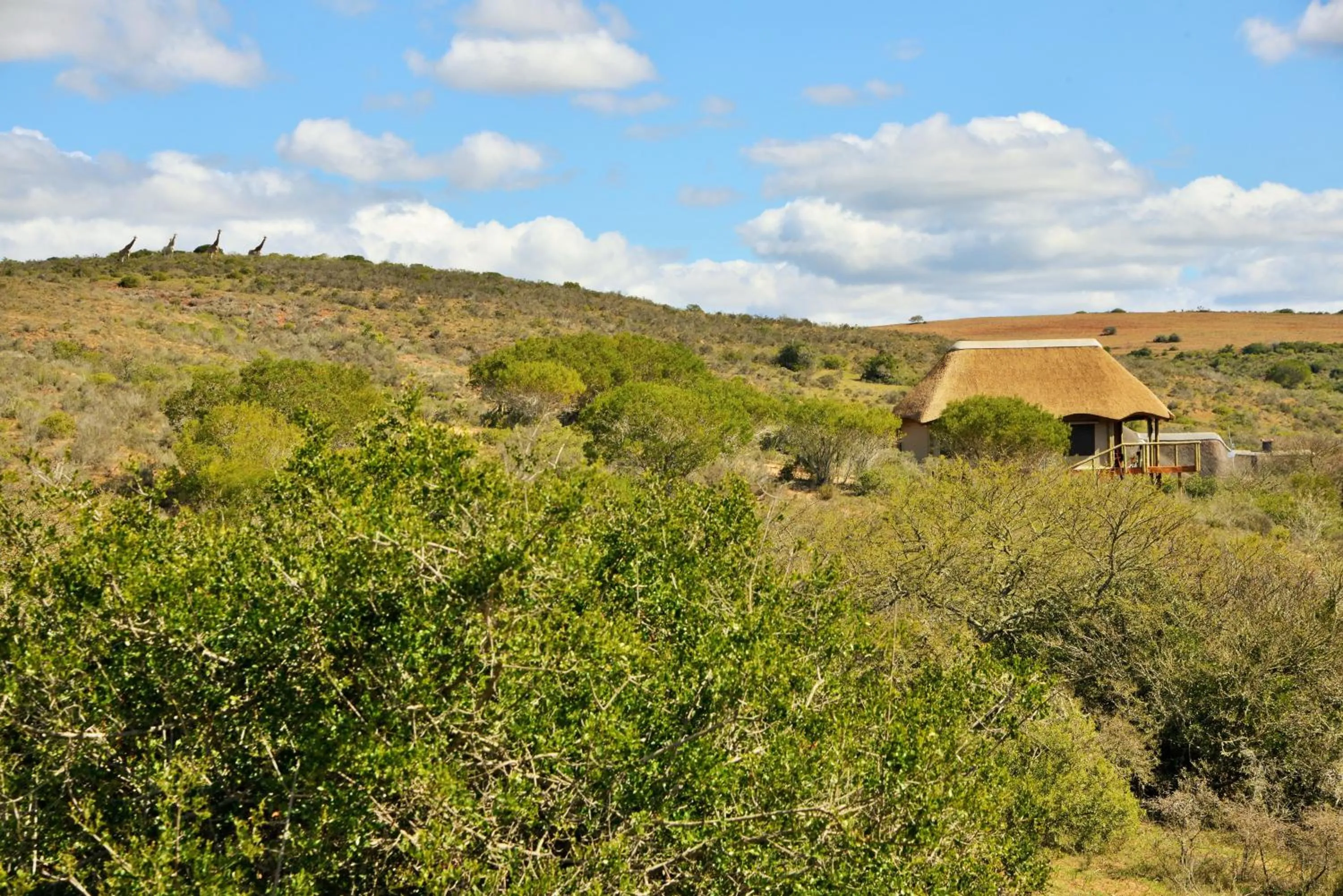 Natural landscape in Garden Route Safari Camp