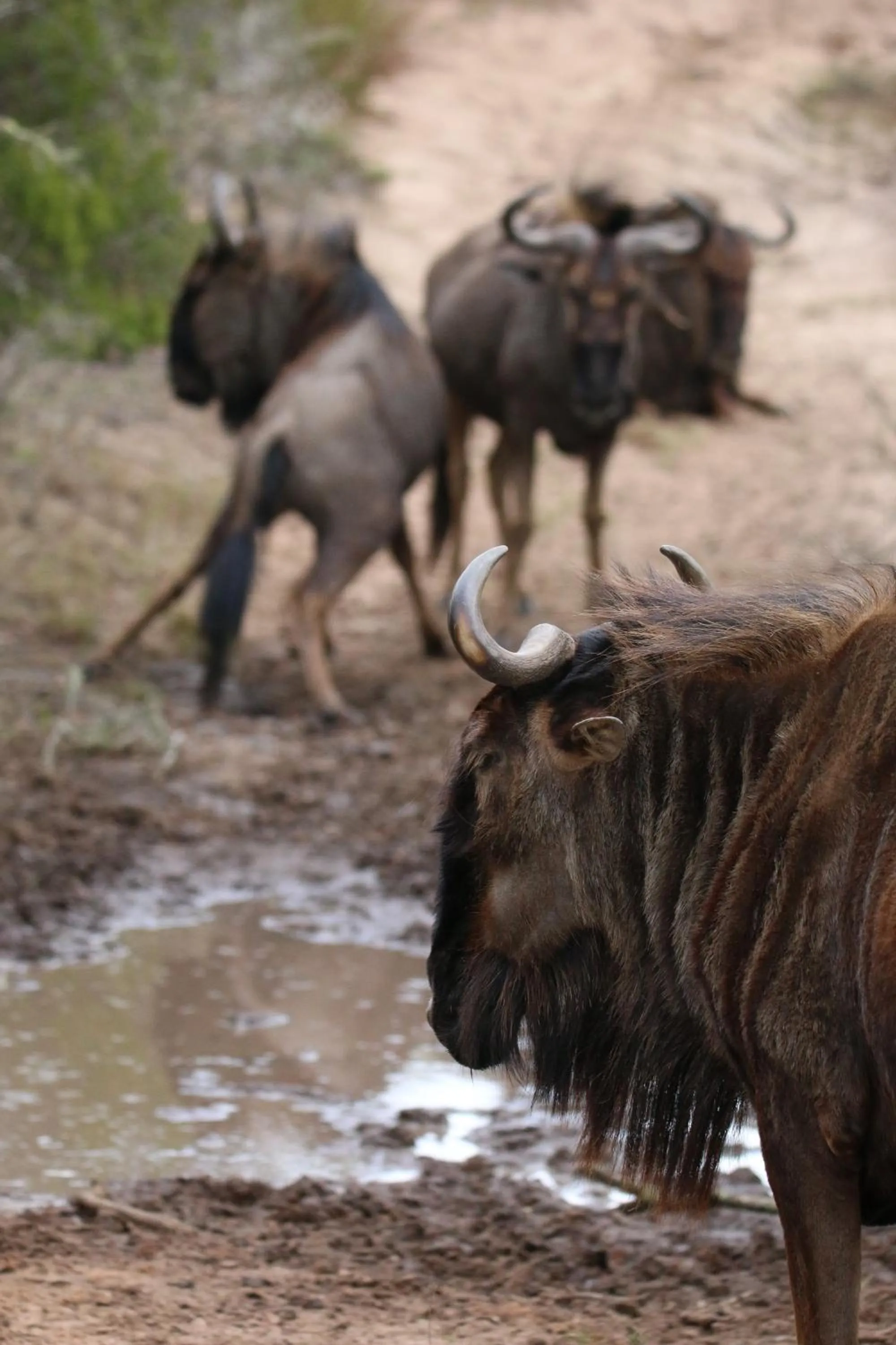 Day in Garden Route Safari Camp