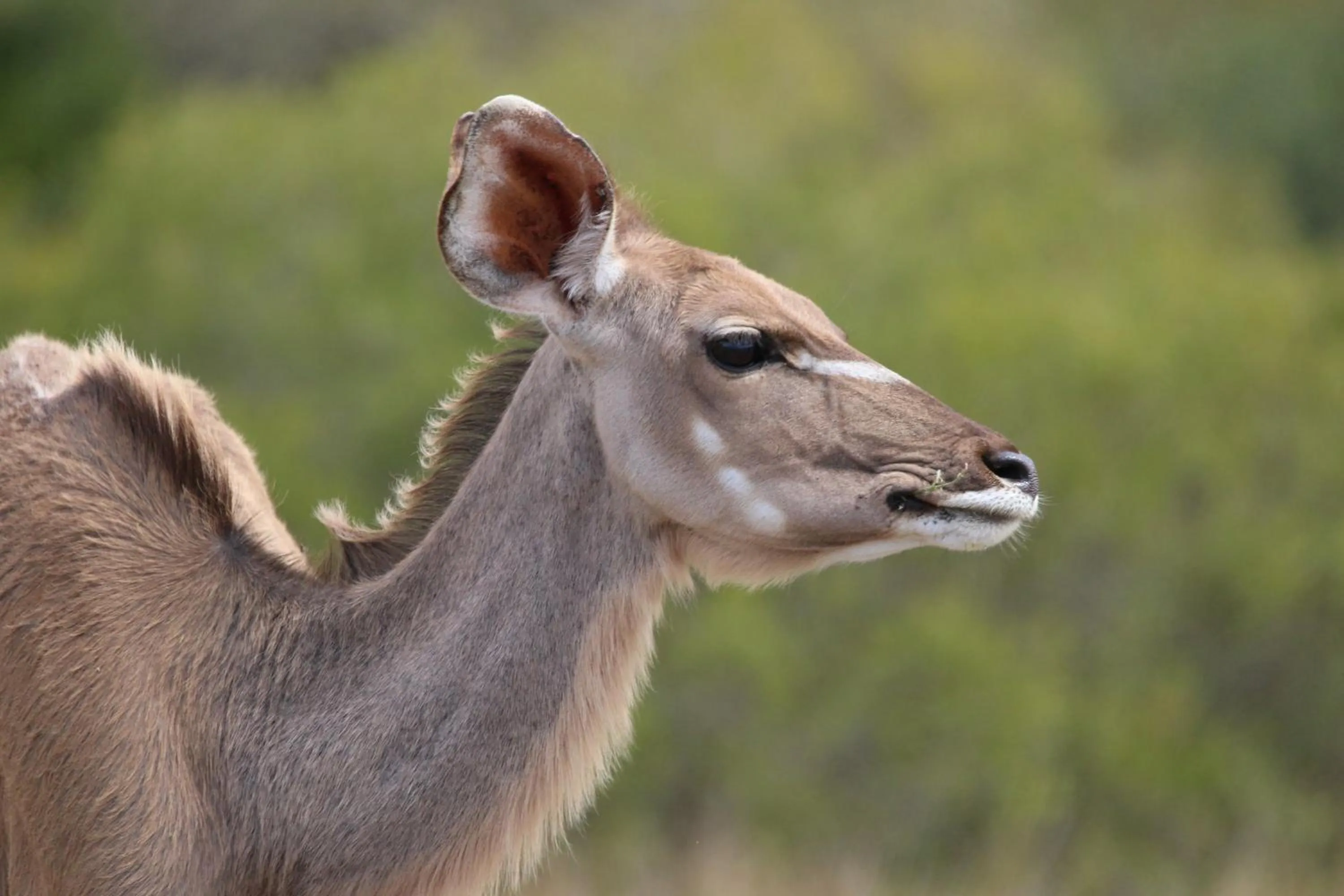 Animals in Garden Route Safari Camp