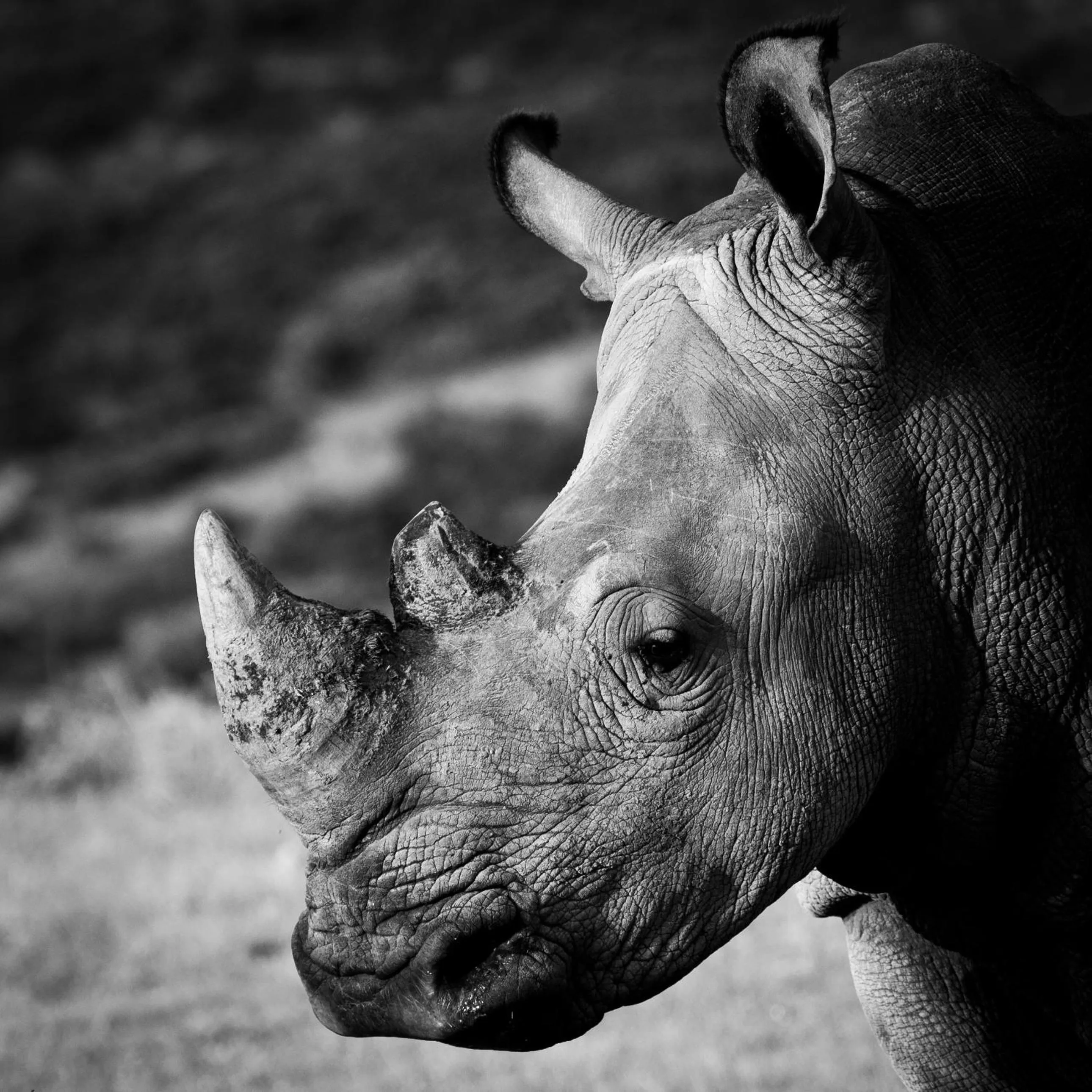 Garden Route Safari Camp