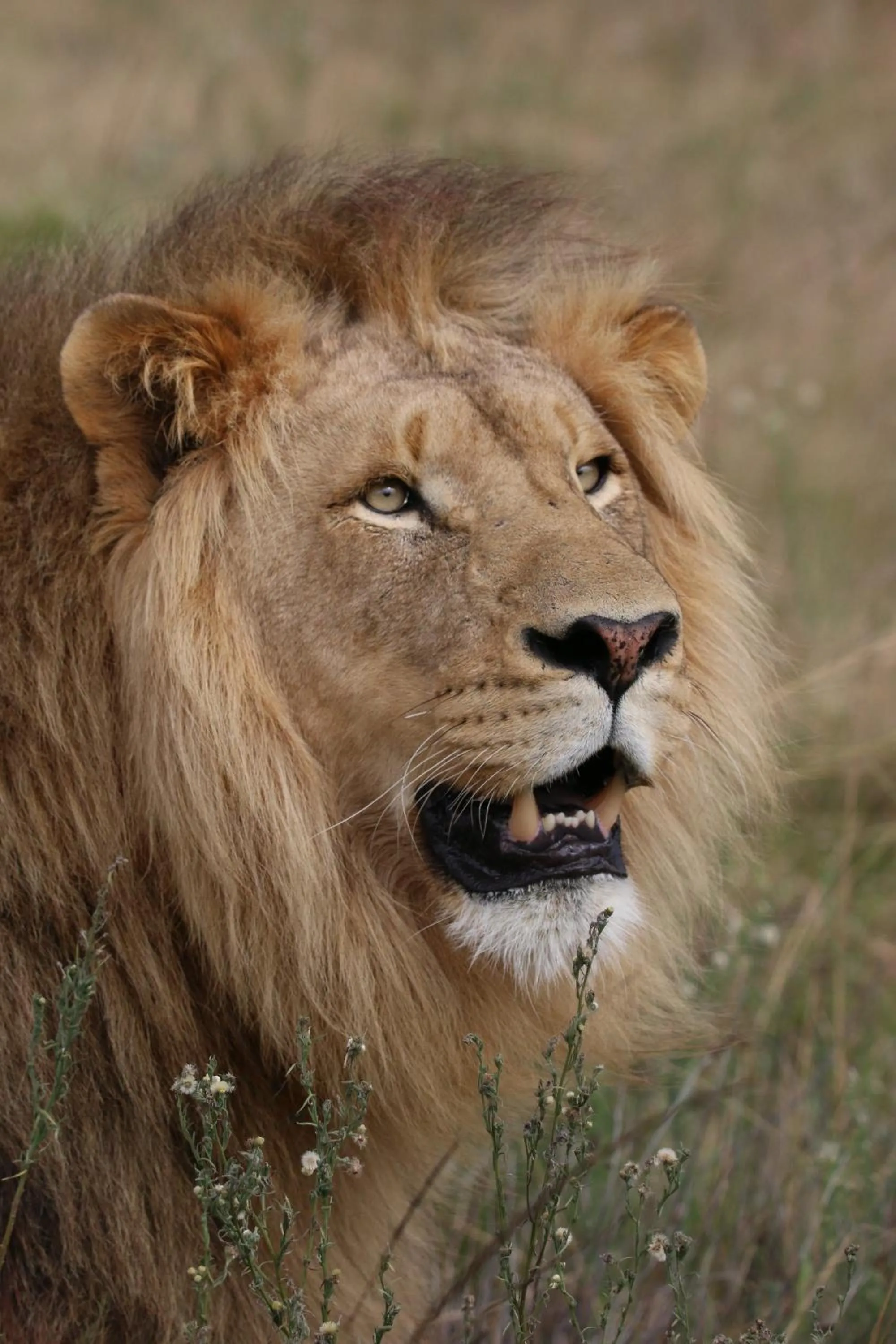 Animals in Garden Route Safari Camp