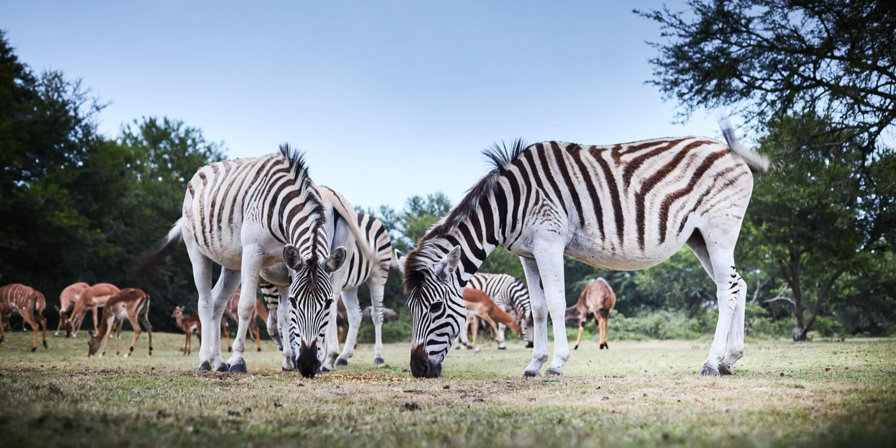 Animals in Garden Route Safari Camp