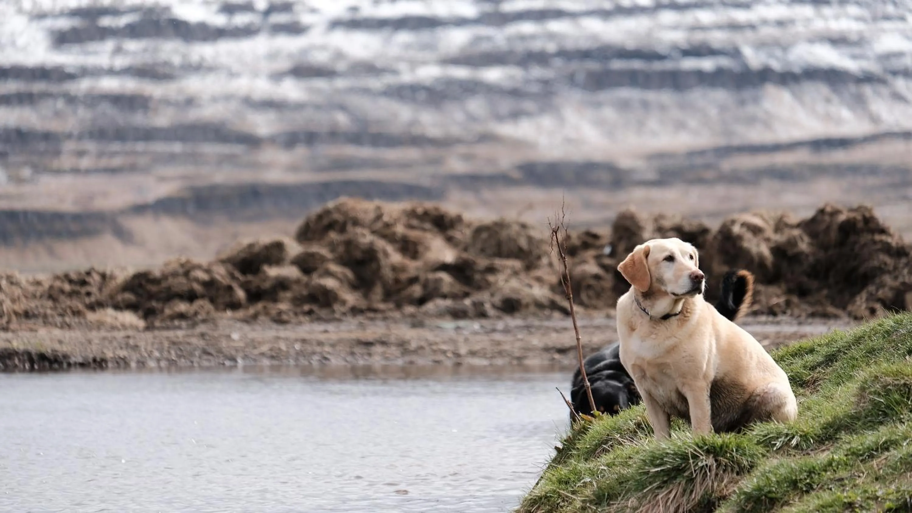 Pets in Hraunsnef Country Hotel