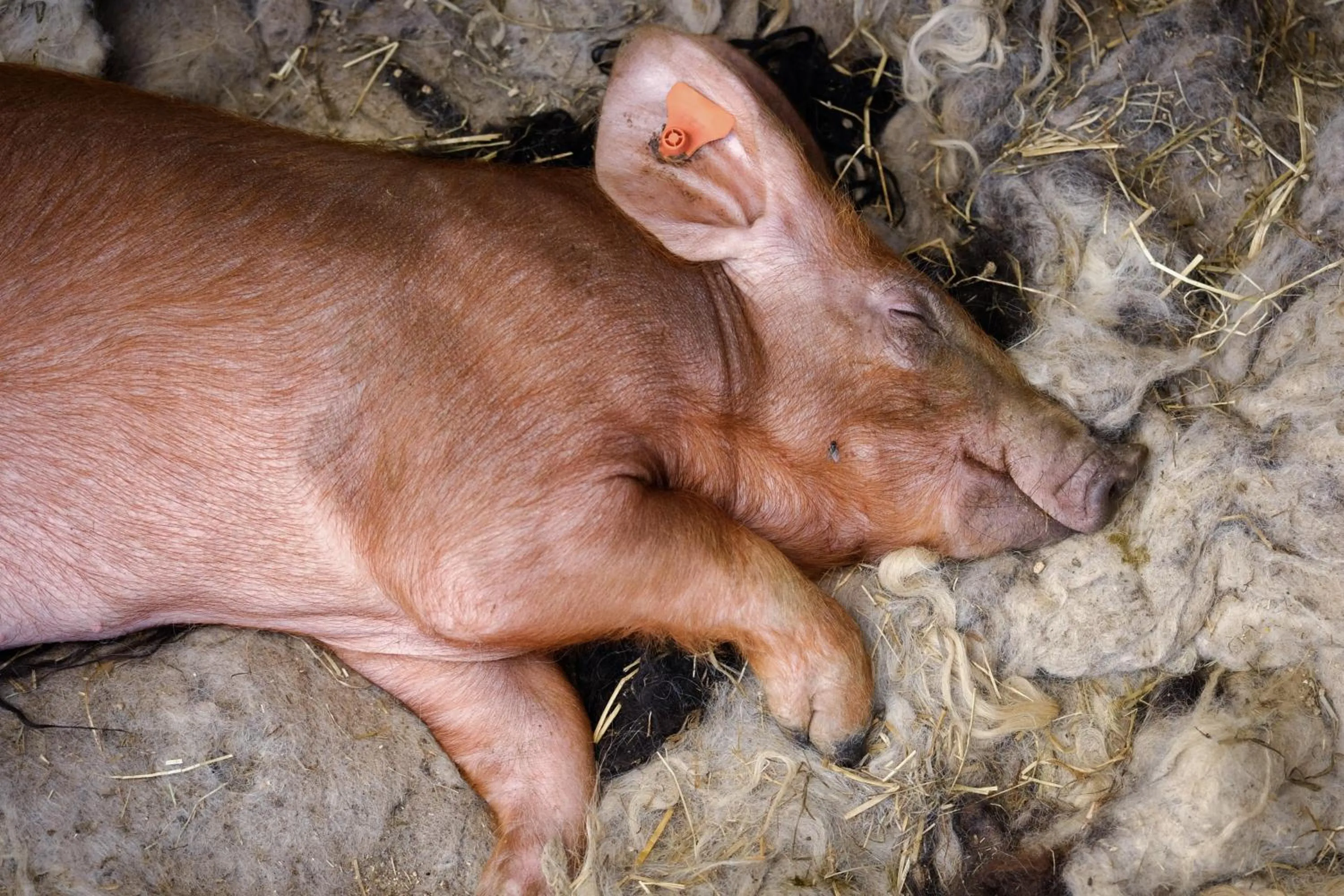 Animals in Hraunsnef Country Hotel