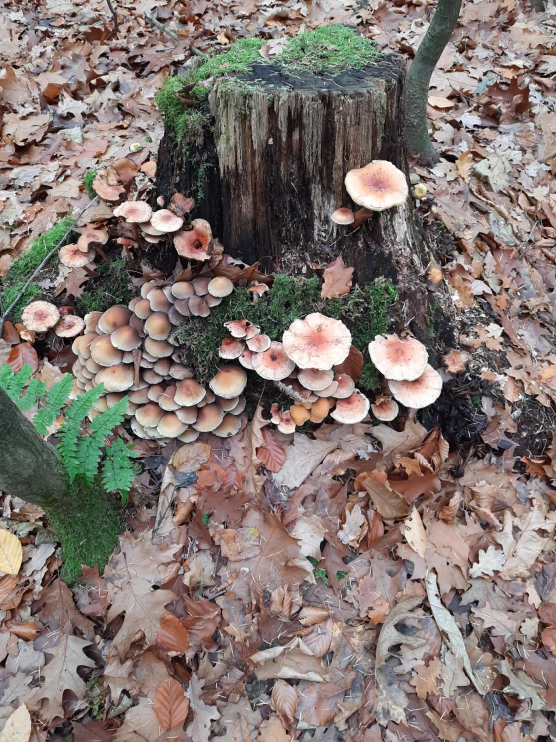 Natural landscape in Teska Bed & Breakfast