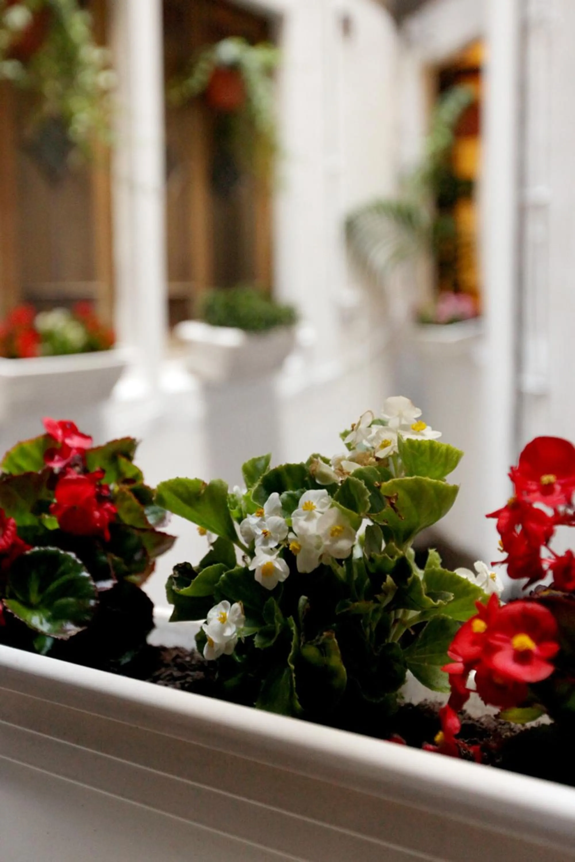 Patio in Primavera Hostel