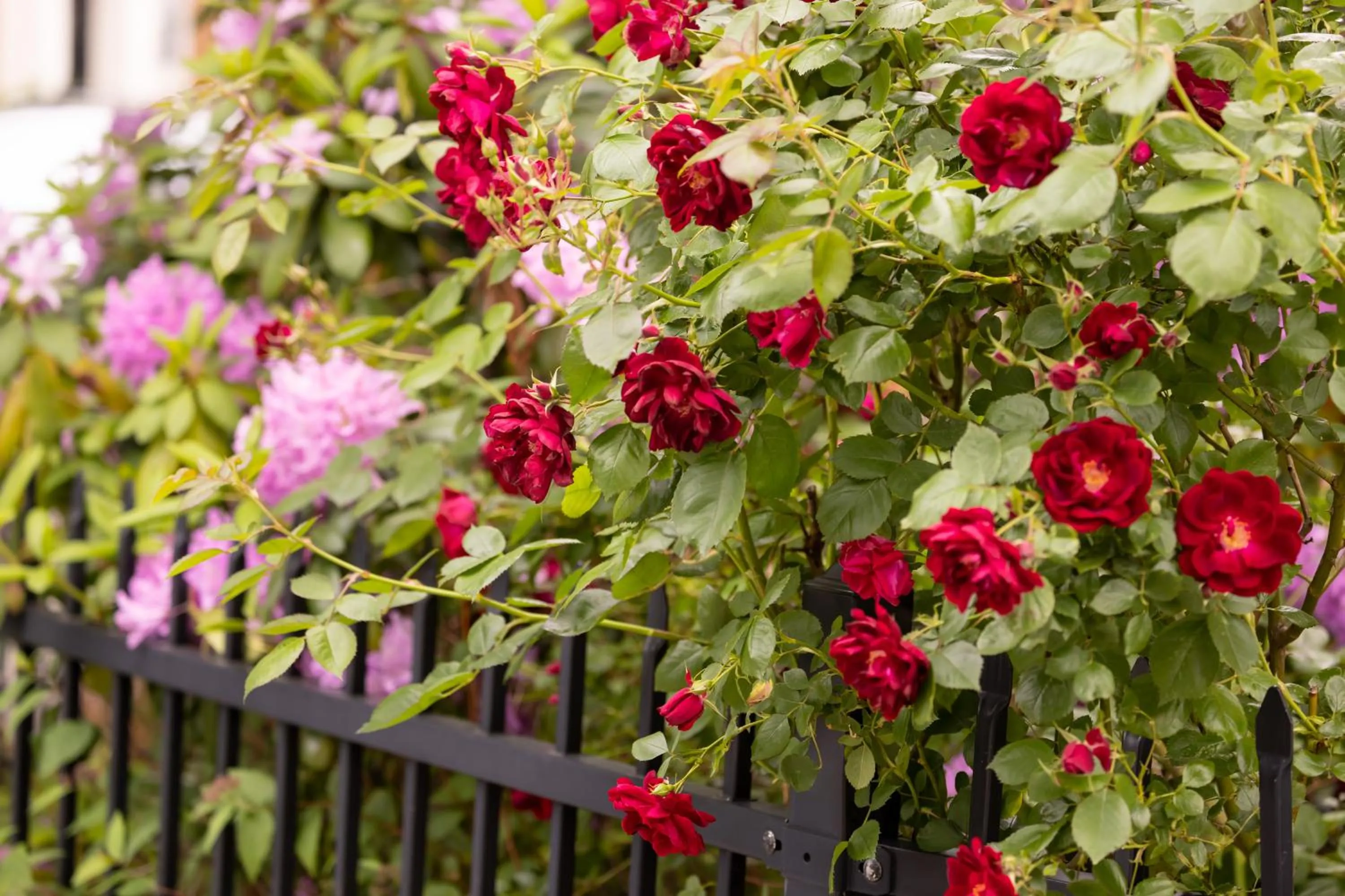 Spring in The Arcadian