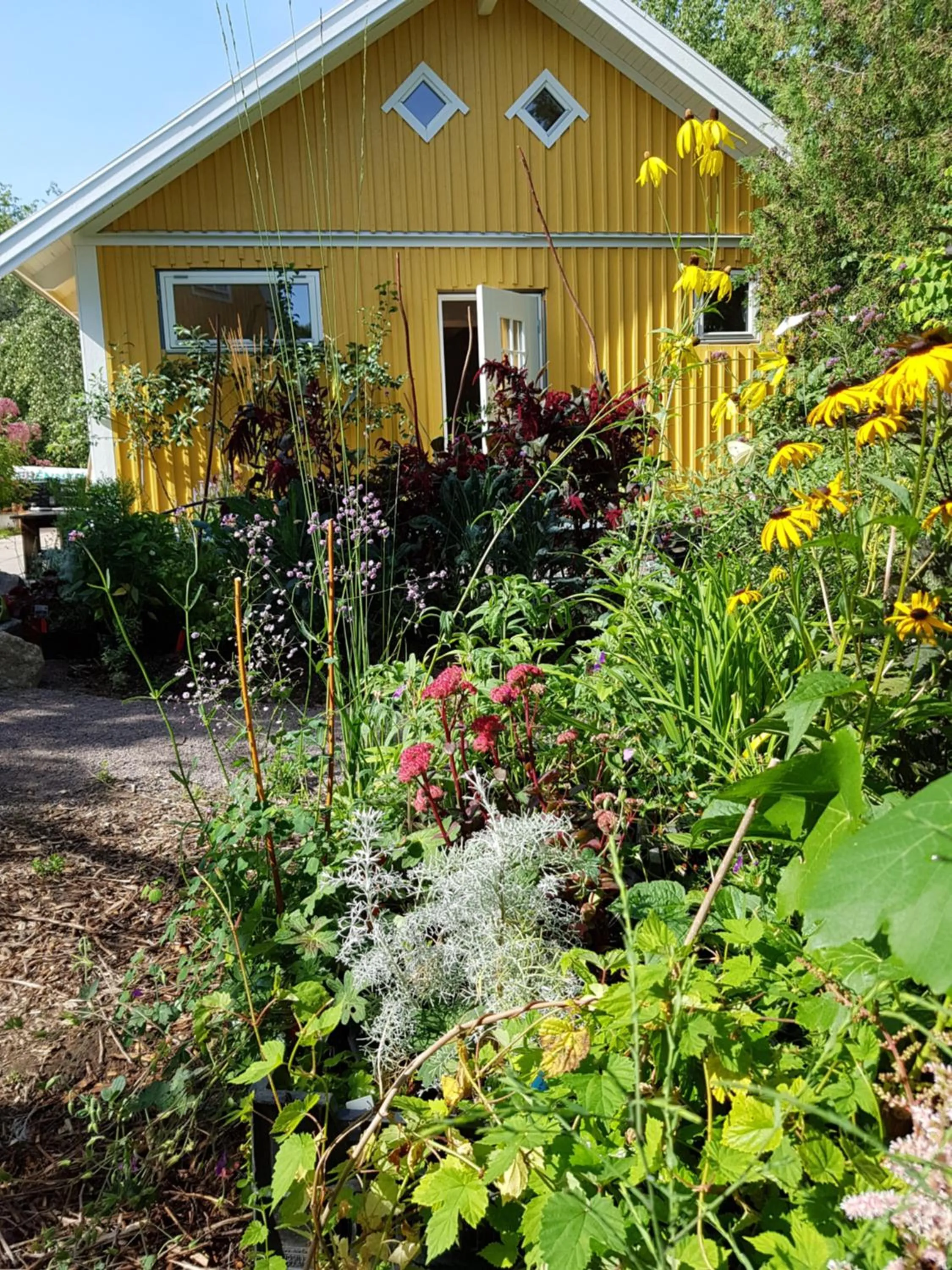 Garden in Perenner på bakgården