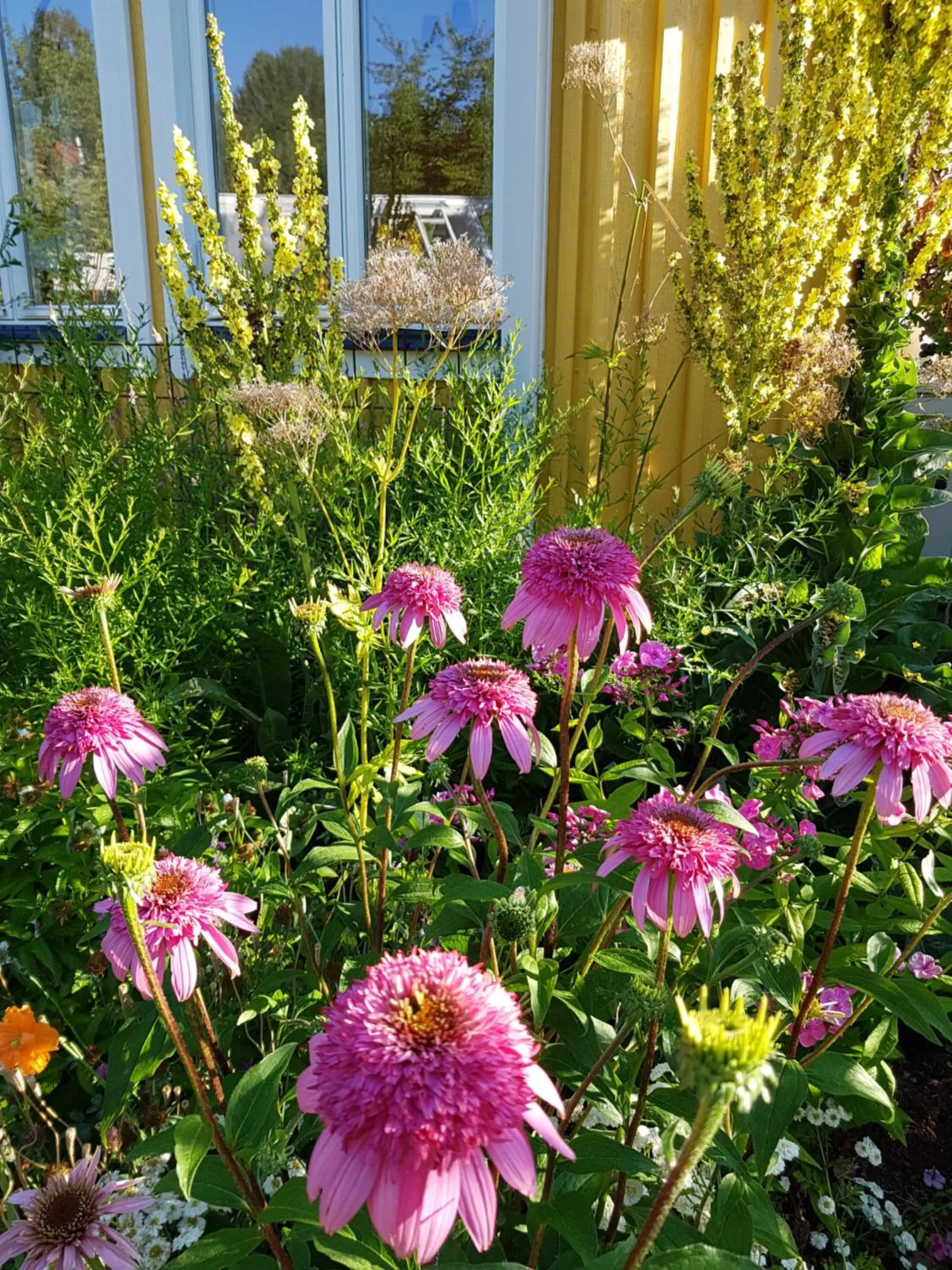 Garden in Perenner på bakgården