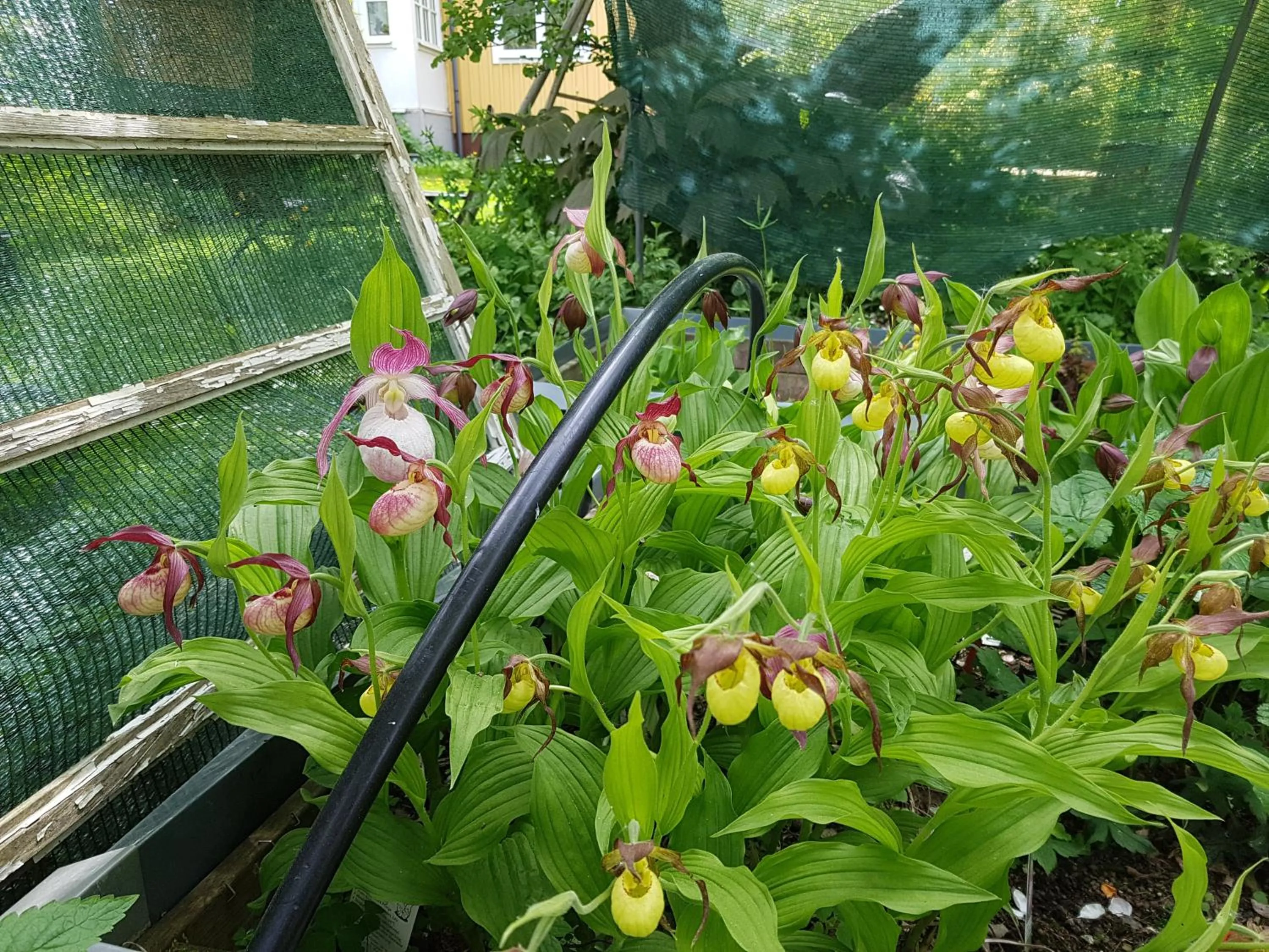 Garden in Perenner på bakgården