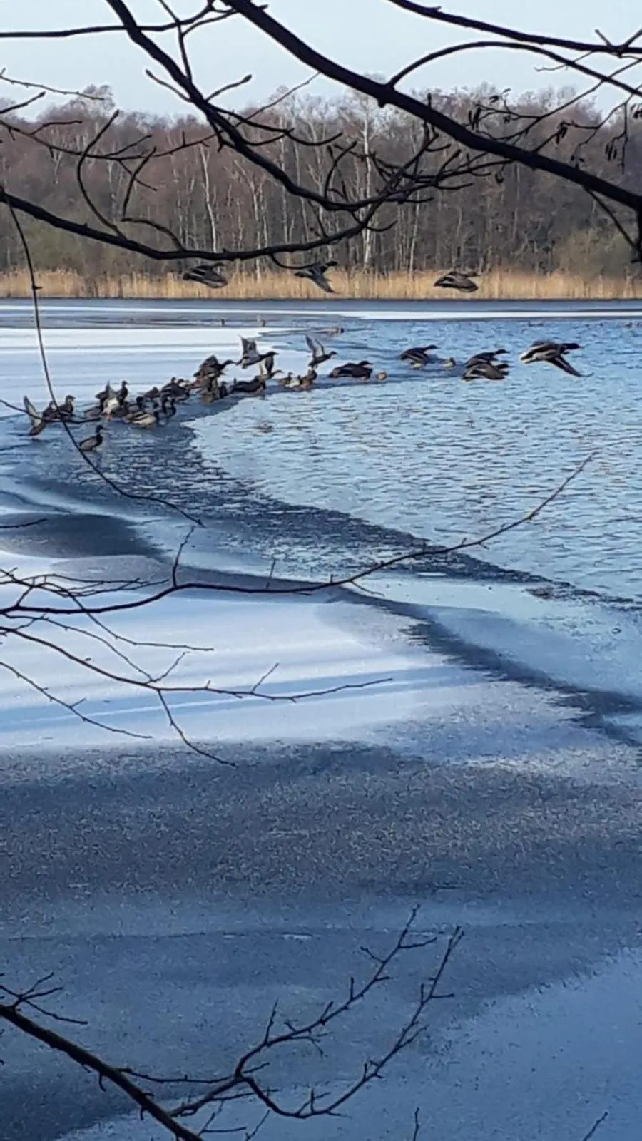 Natural landscape in Landhaus am Schaalsee