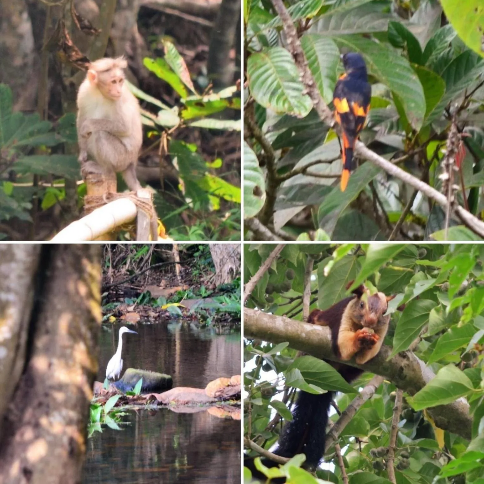 Bird's eye view in Abad Brookside Wayanad