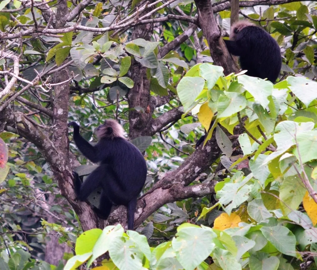 Animals in Abad Brookside Wayanad