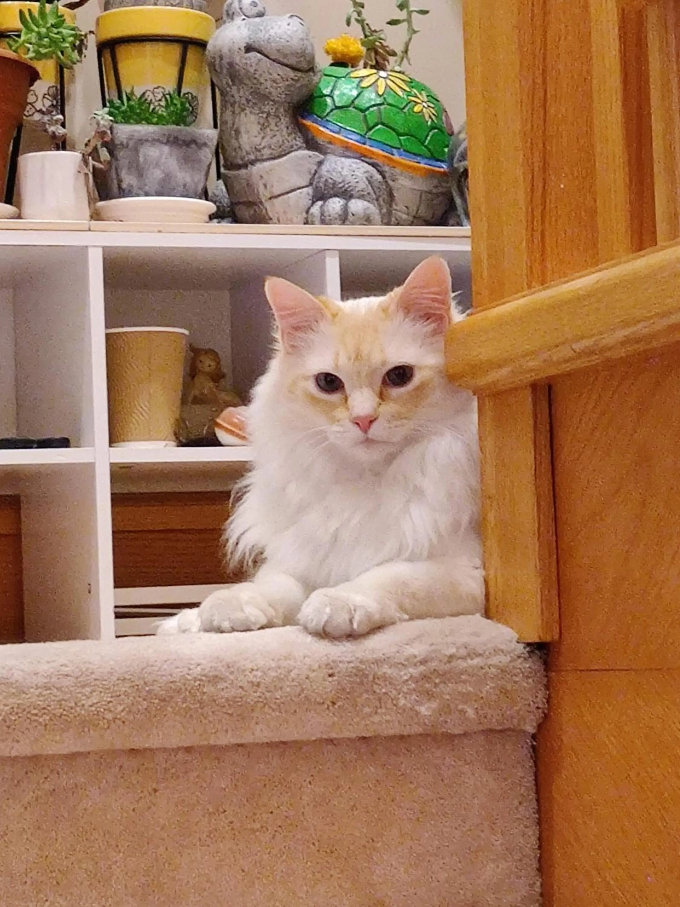 Pets in Helen's House / Close to Skytrain and Airport