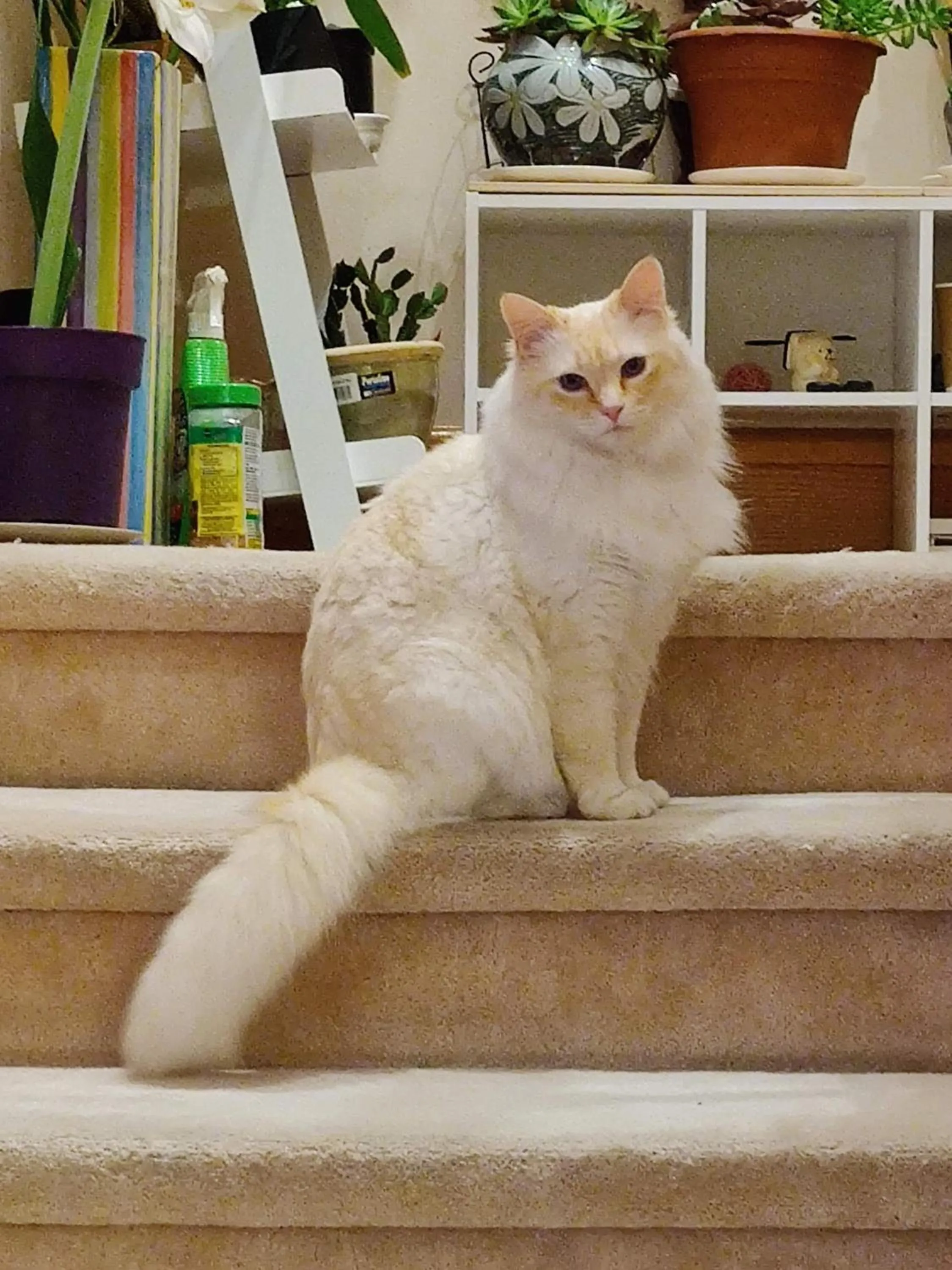 Pets in Helen's House / Close to Skytrain and Airport