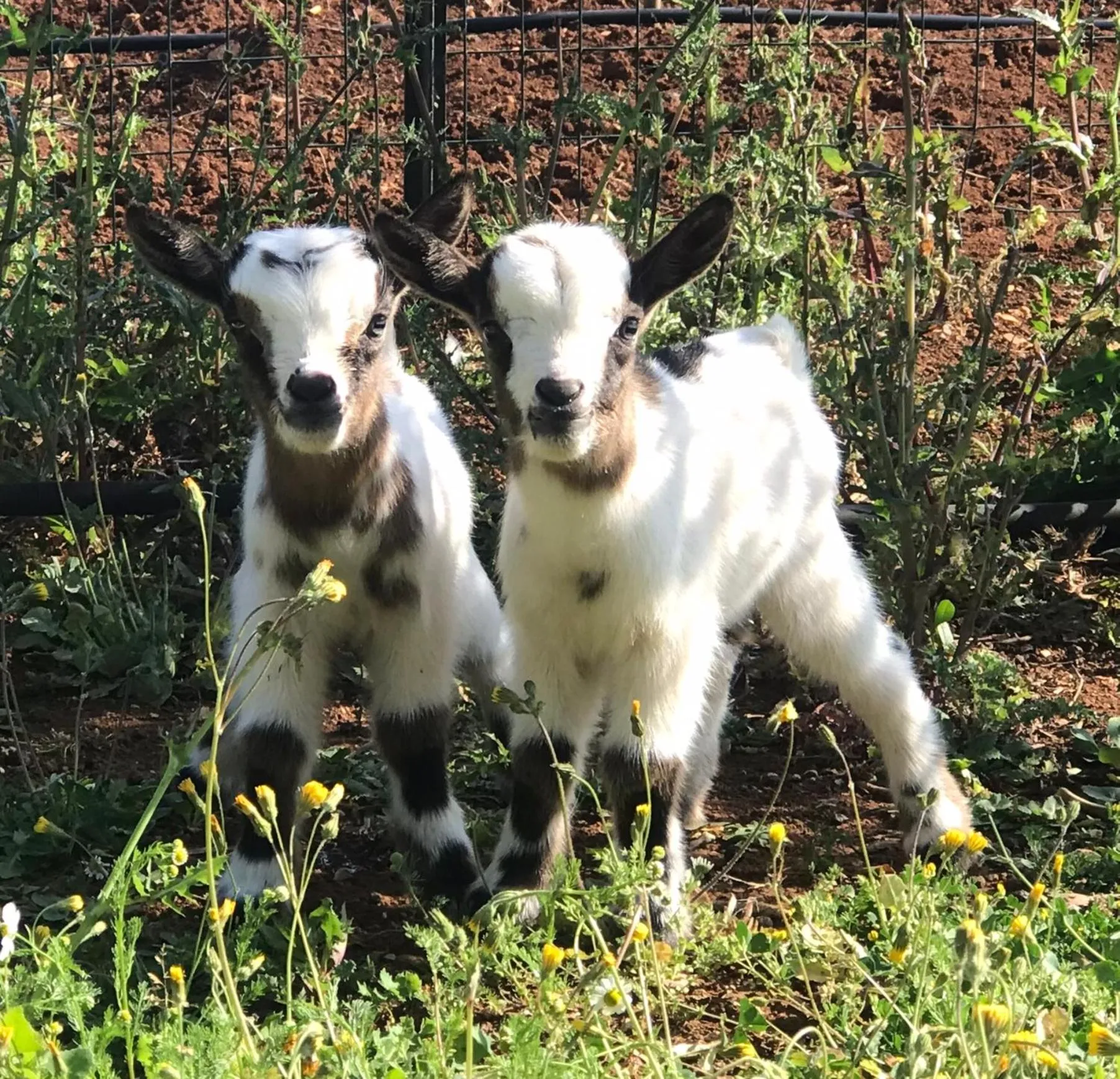 Pets in Relais Masseria della Colomba - Agriturismo