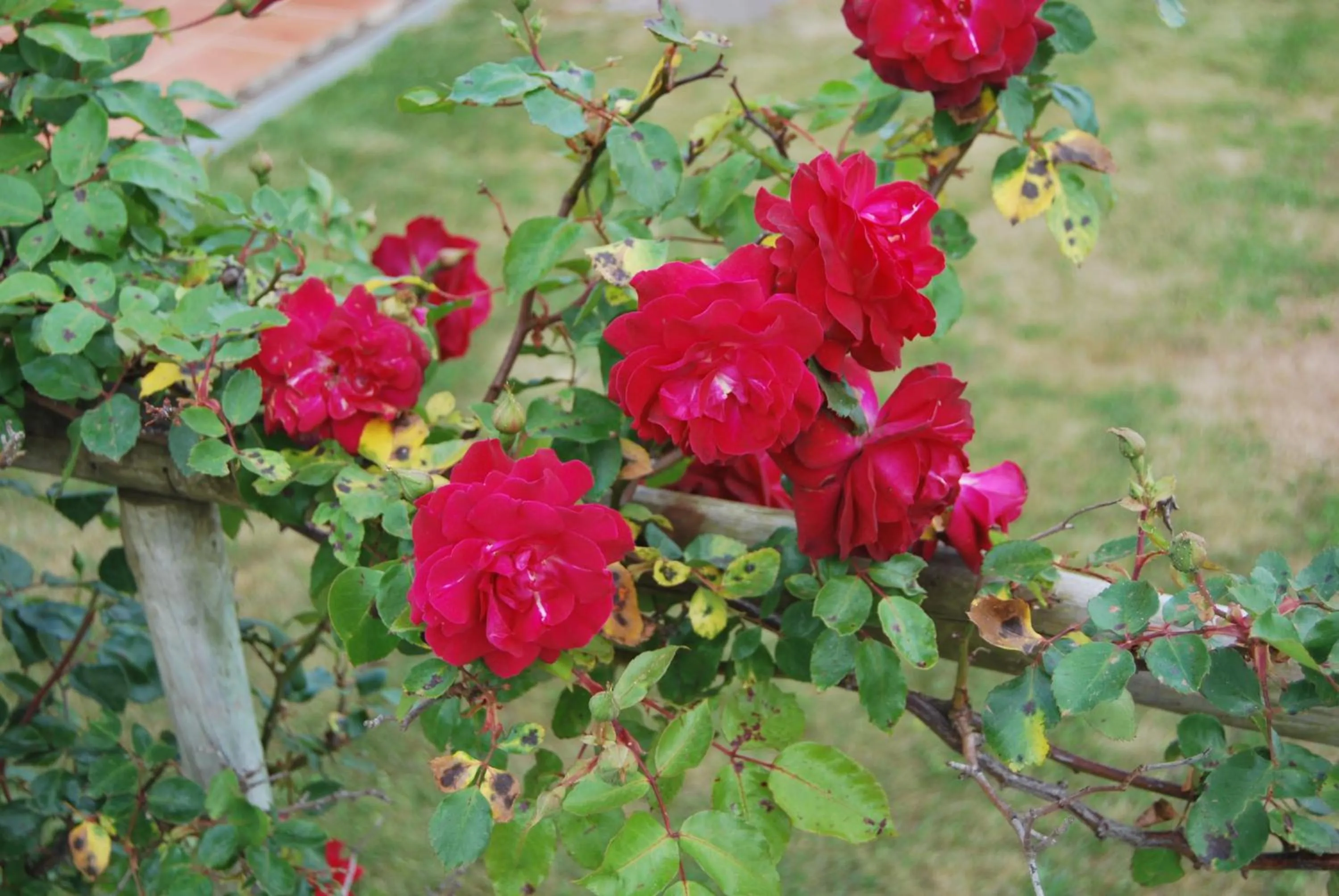 Garden in Apartamentos Turisticos Nossa Senhora Da Estrela