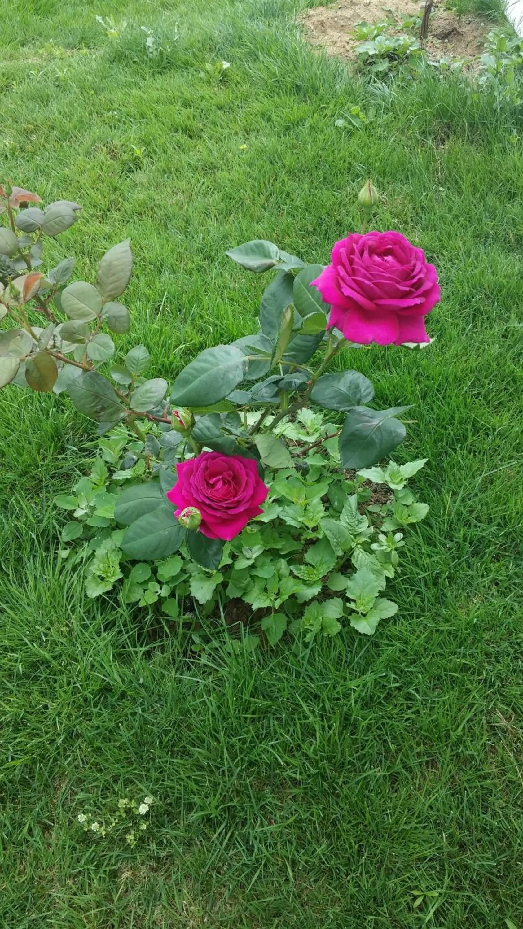 Garden in Villa Bagci Hotel
