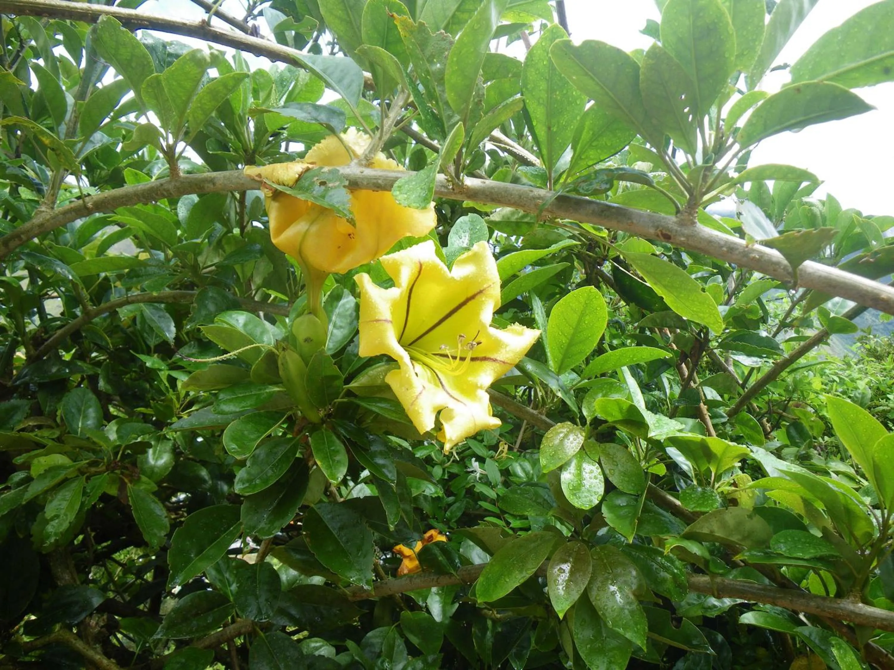 Garden in La Casa Amarilla
