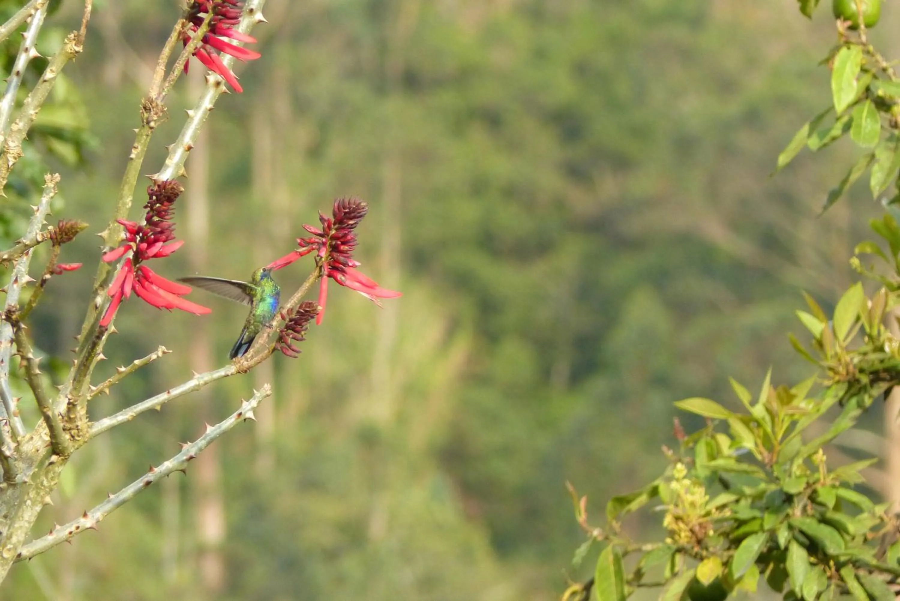 Garden in La Casa Amarilla