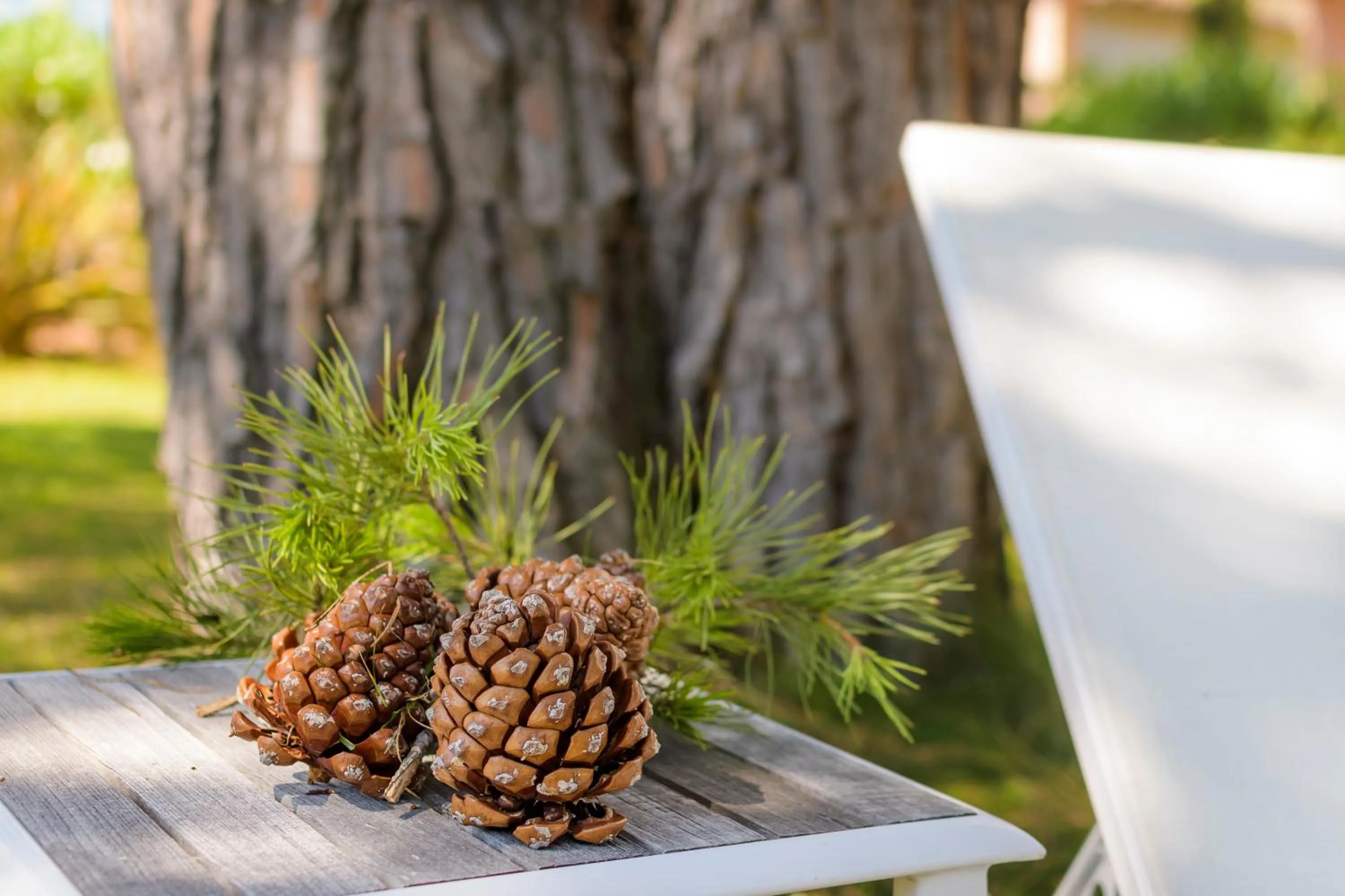 Decorative detail in Les Pins de Santa Giulia