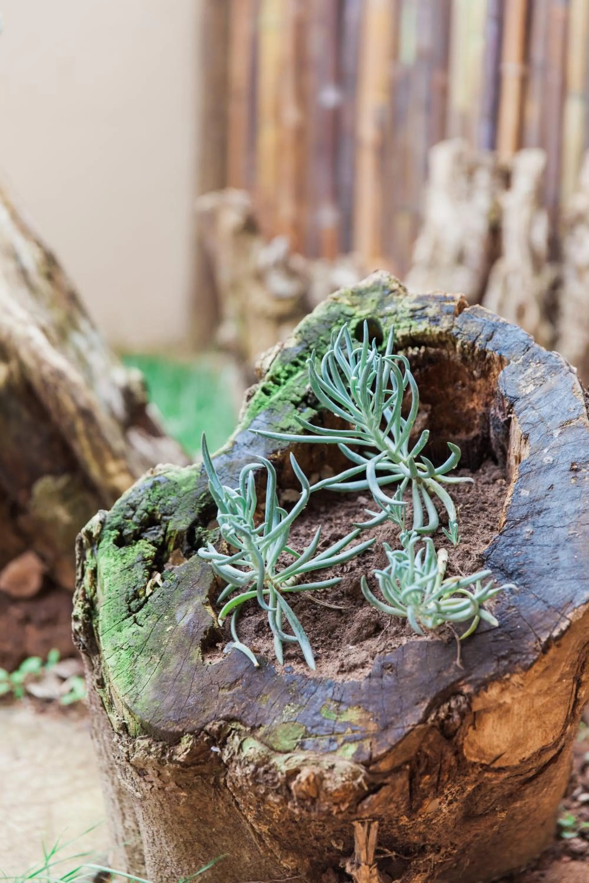 Garden in Umthunzi Hotel and Conference