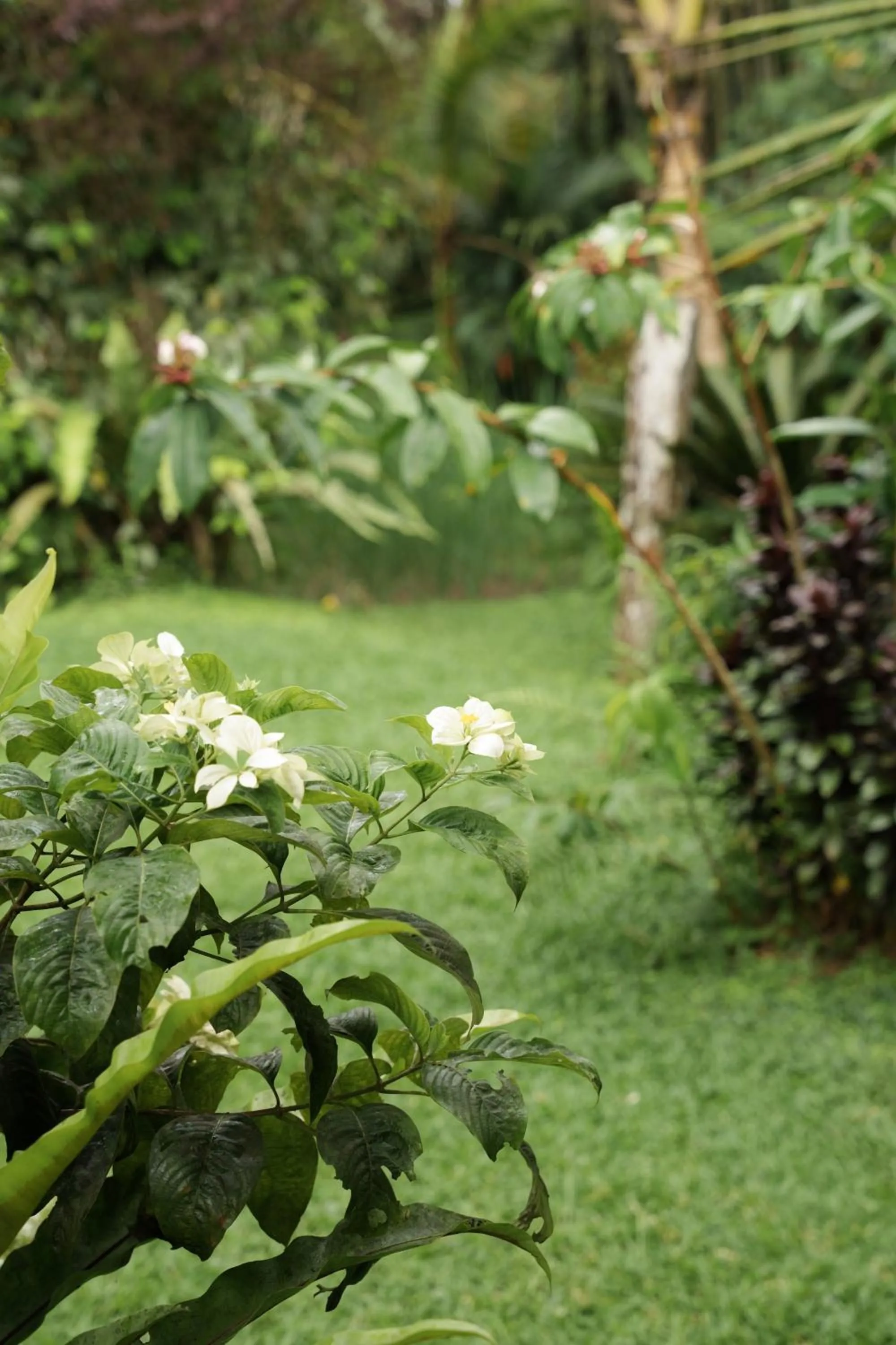 Deluxe Double or Twin Room with Garden View in Hyori Boutique Homestay