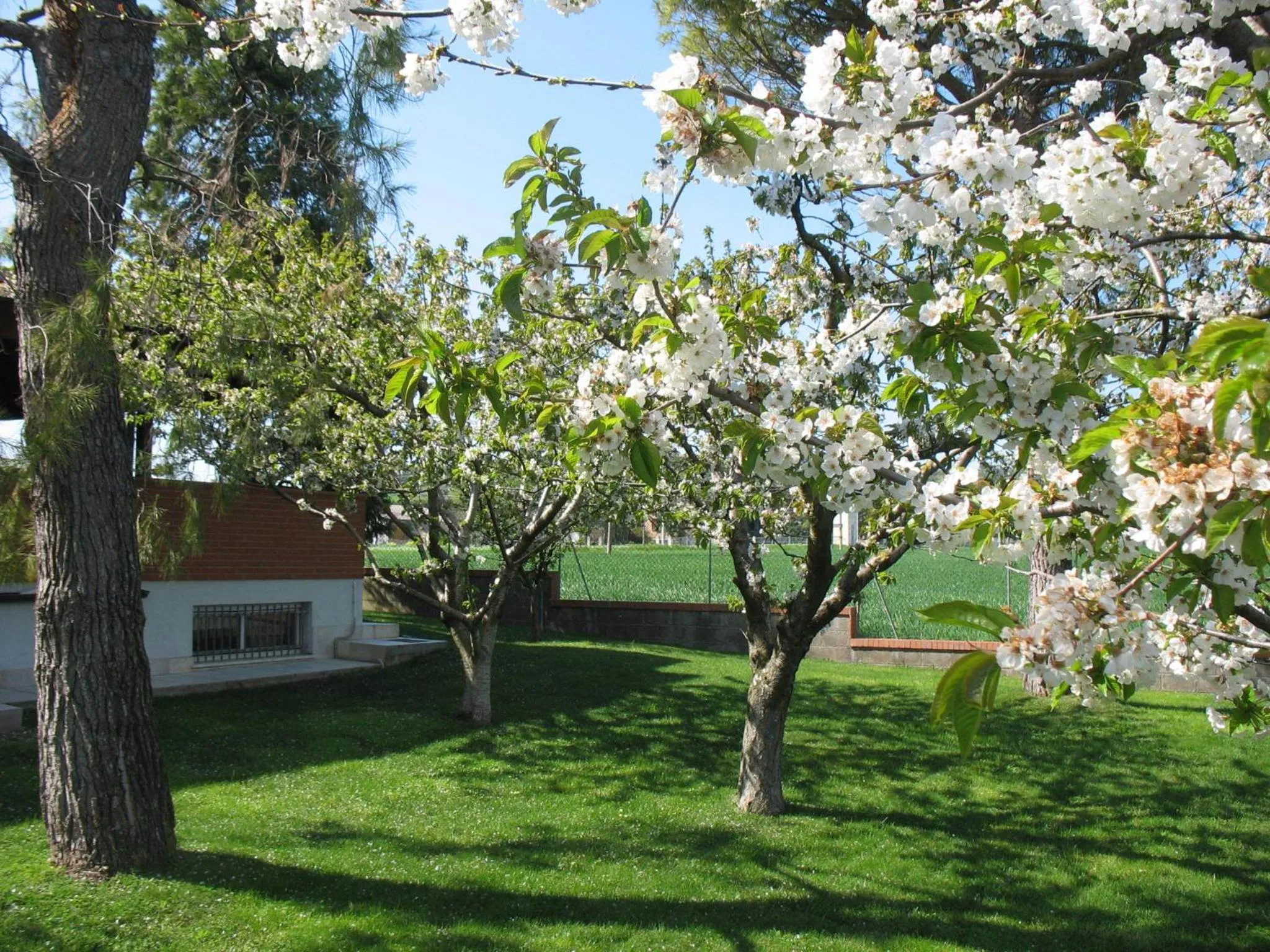 Garden view in Bed & Breakfast Bompadre