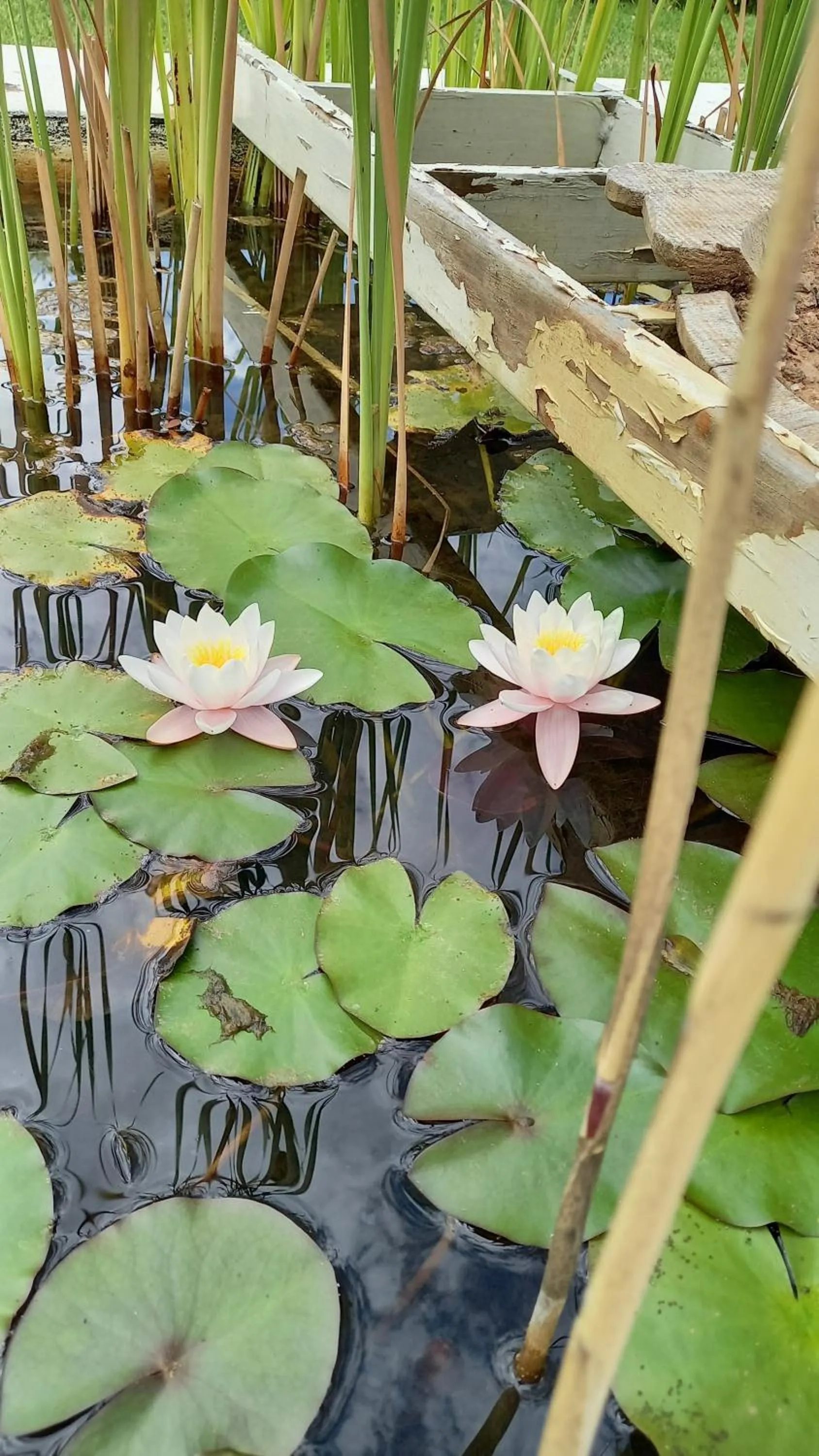 Garden view in The Vineyard Country House