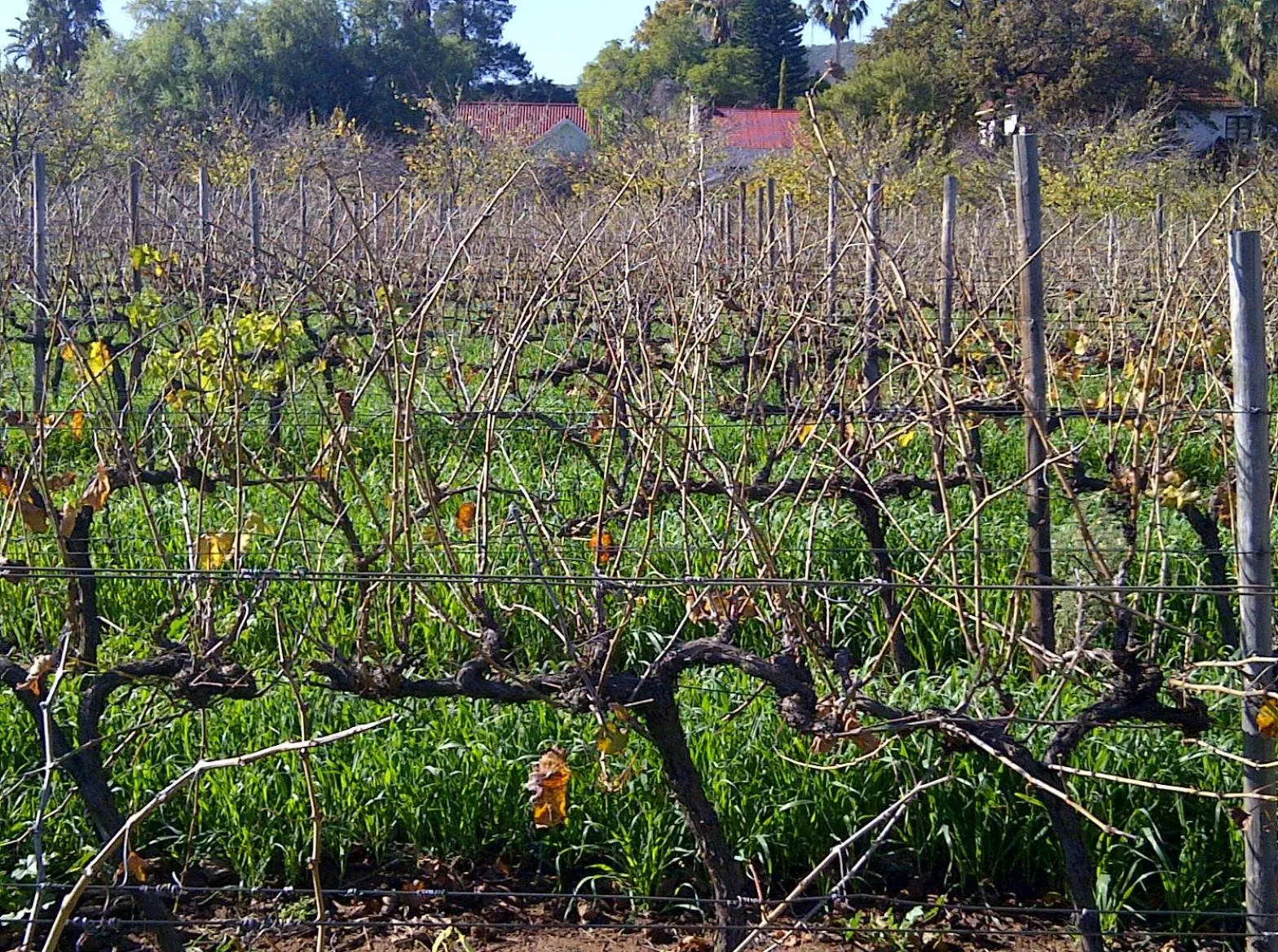 Property building in The Vineyard Country House