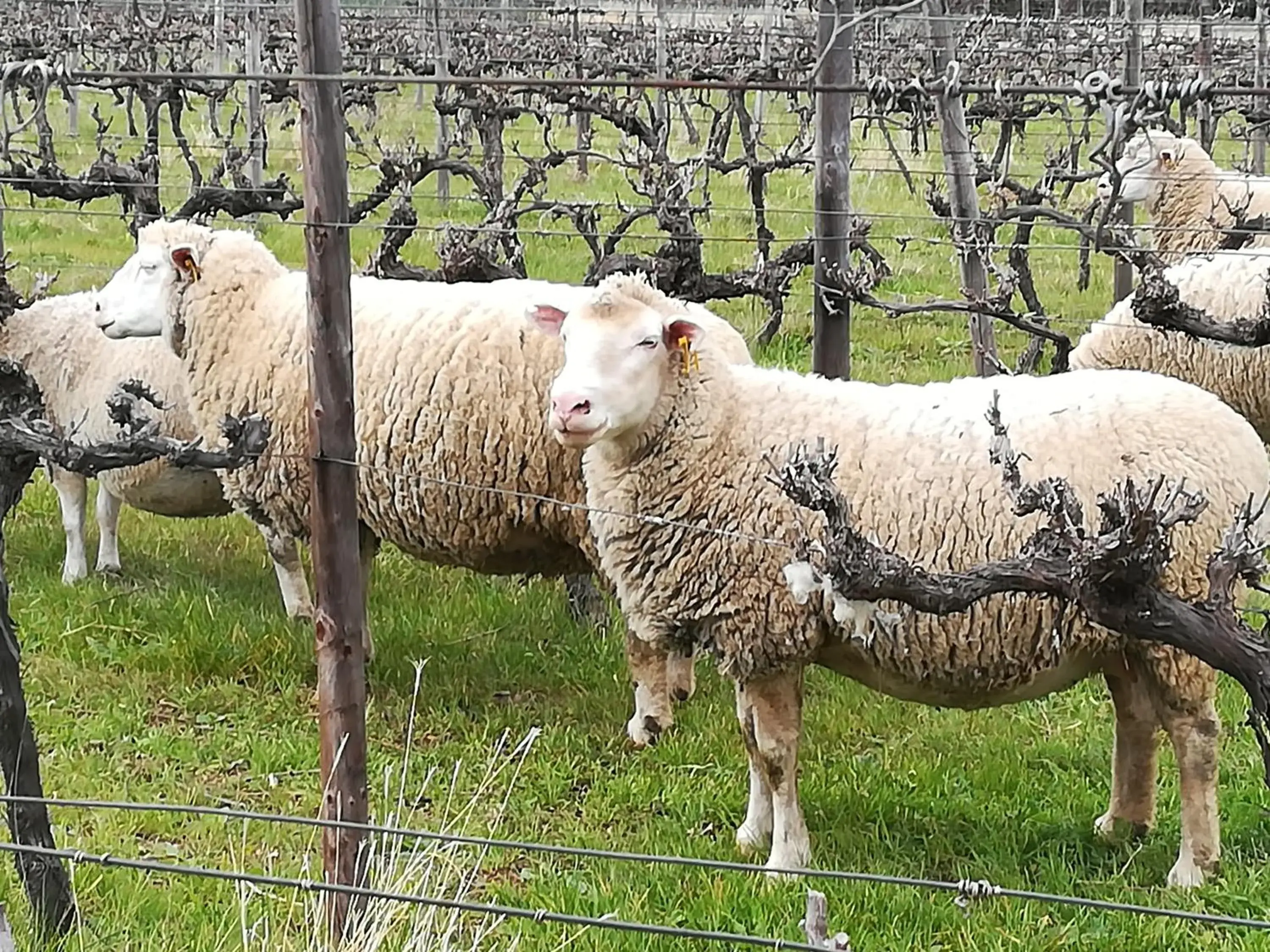 Property building in The Vineyard Country House Property building in The Vineyard Country House