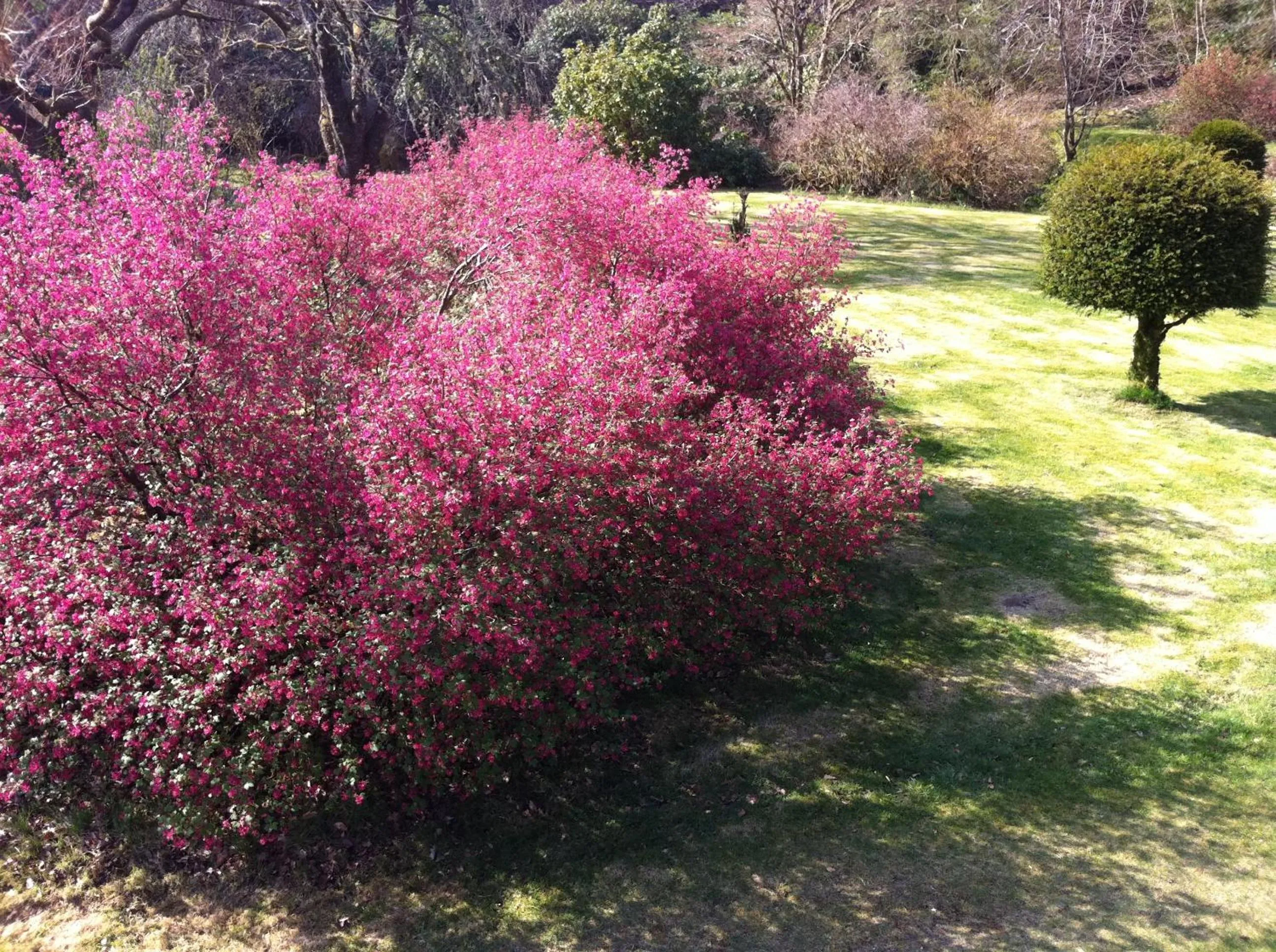 Garden in Glengarry Castle Hotel
