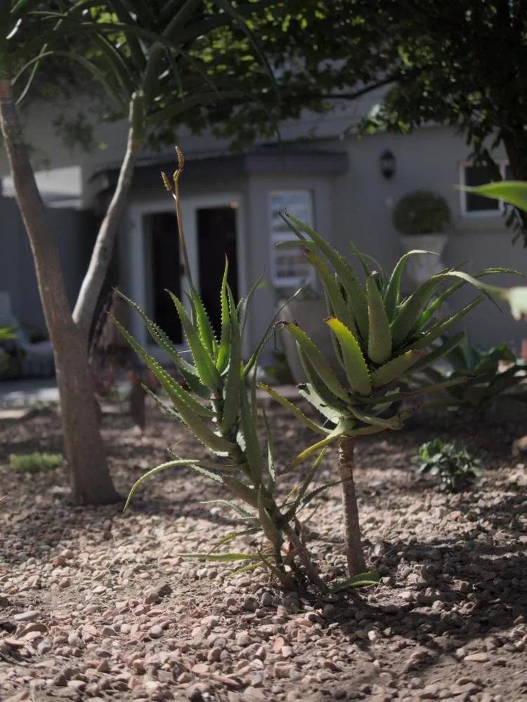 Spring in Arbour1 Guesthouse