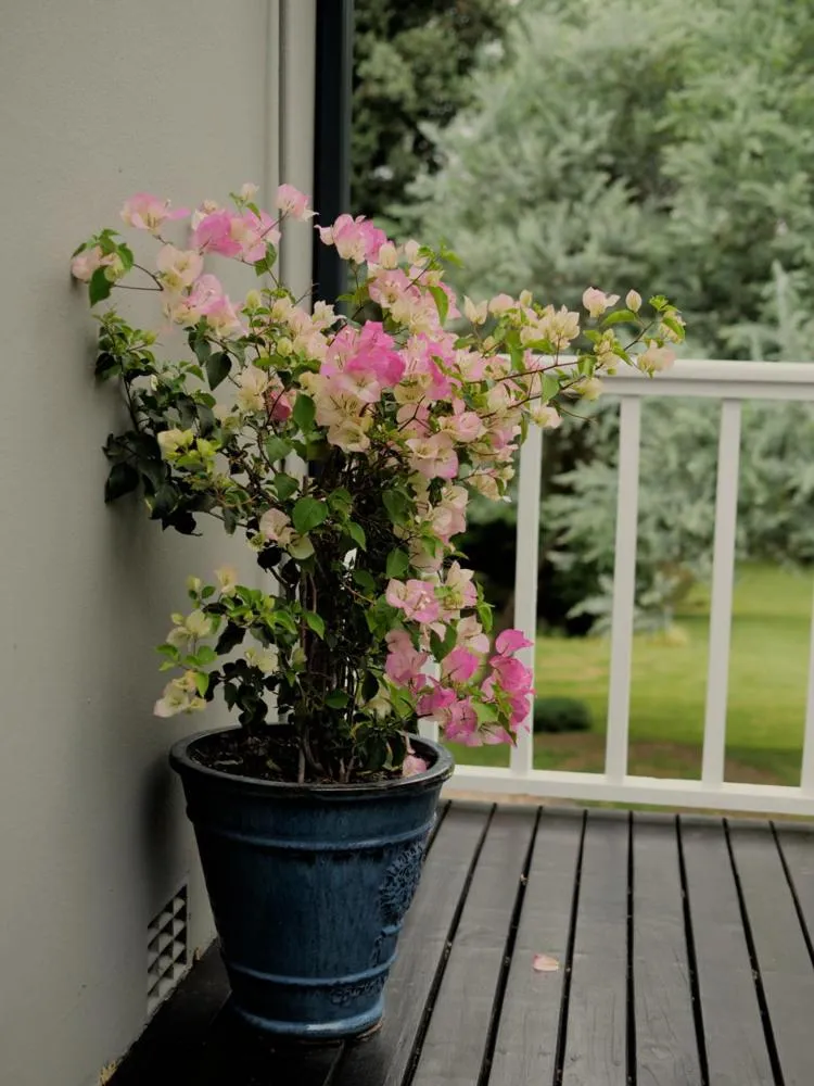 Spring in Arbour1 Guesthouse