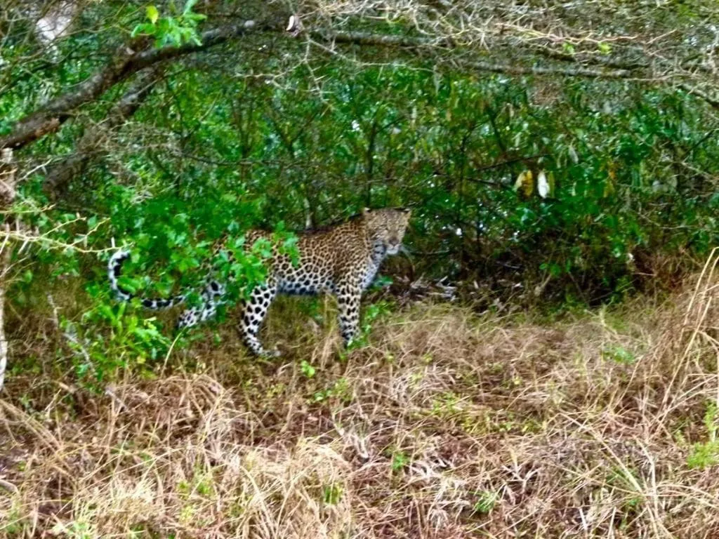 Animals in Little Eden St Lucia