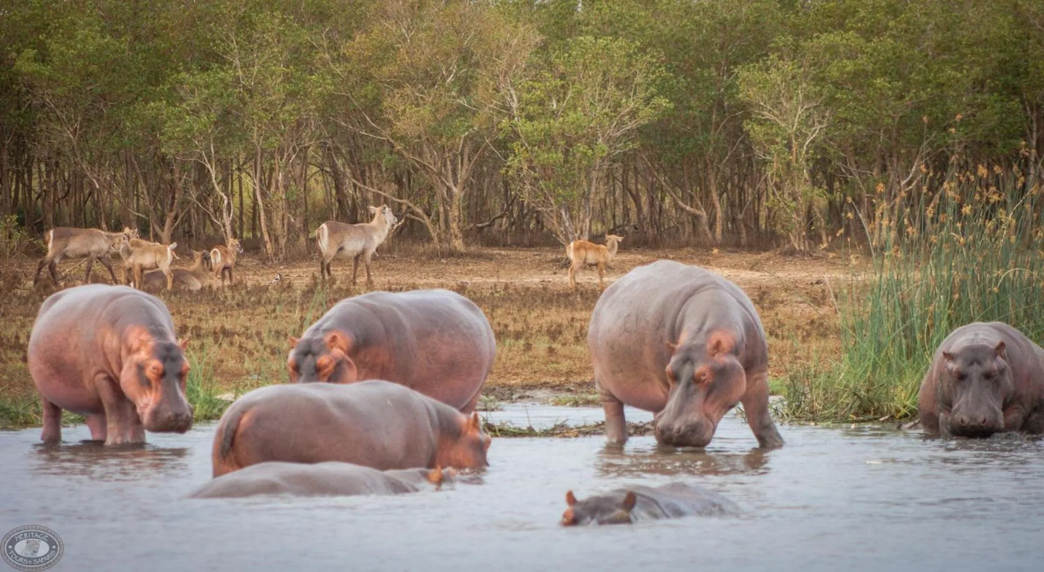 Animals in Little Eden St Lucia