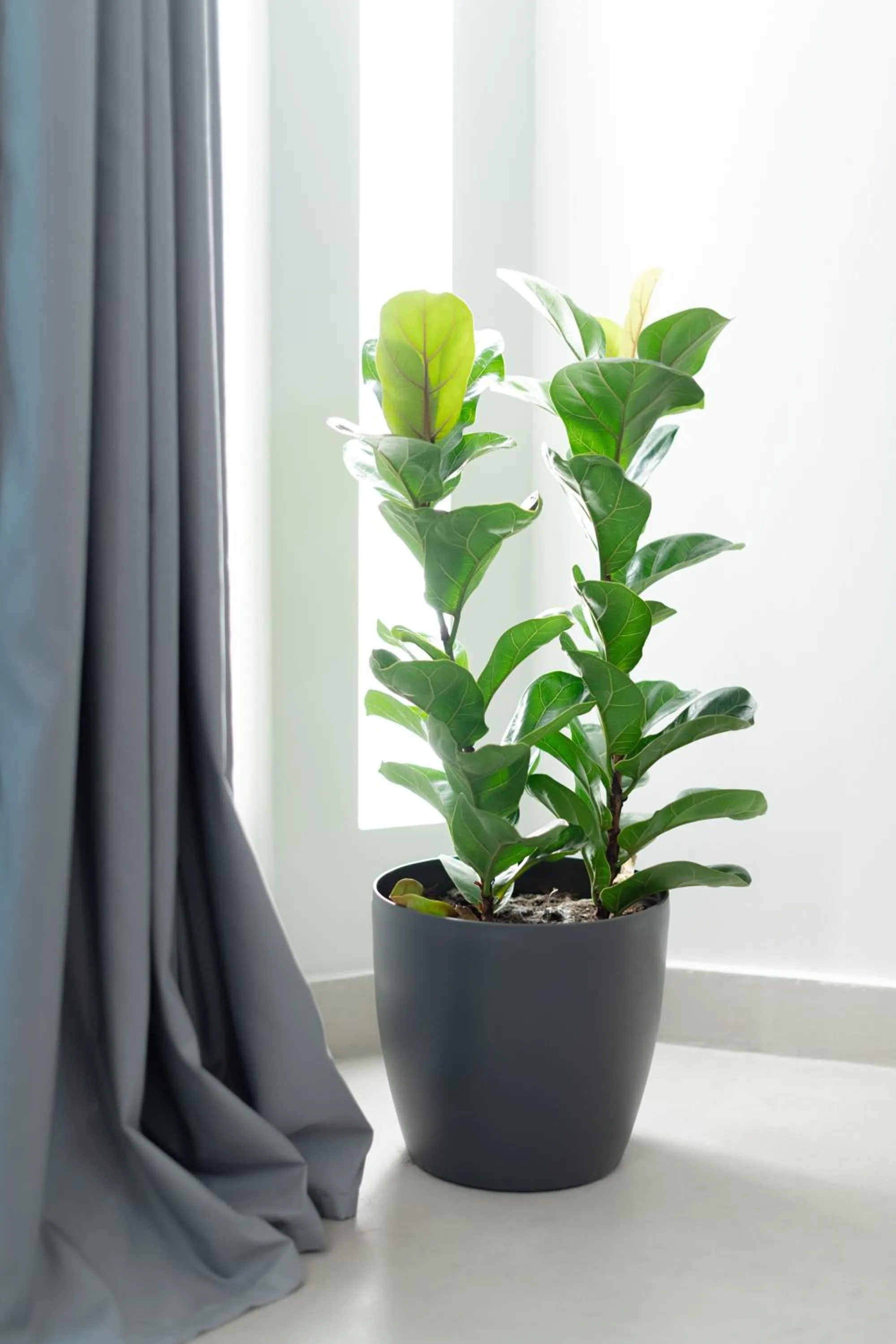 Other in Ether Loft Suites