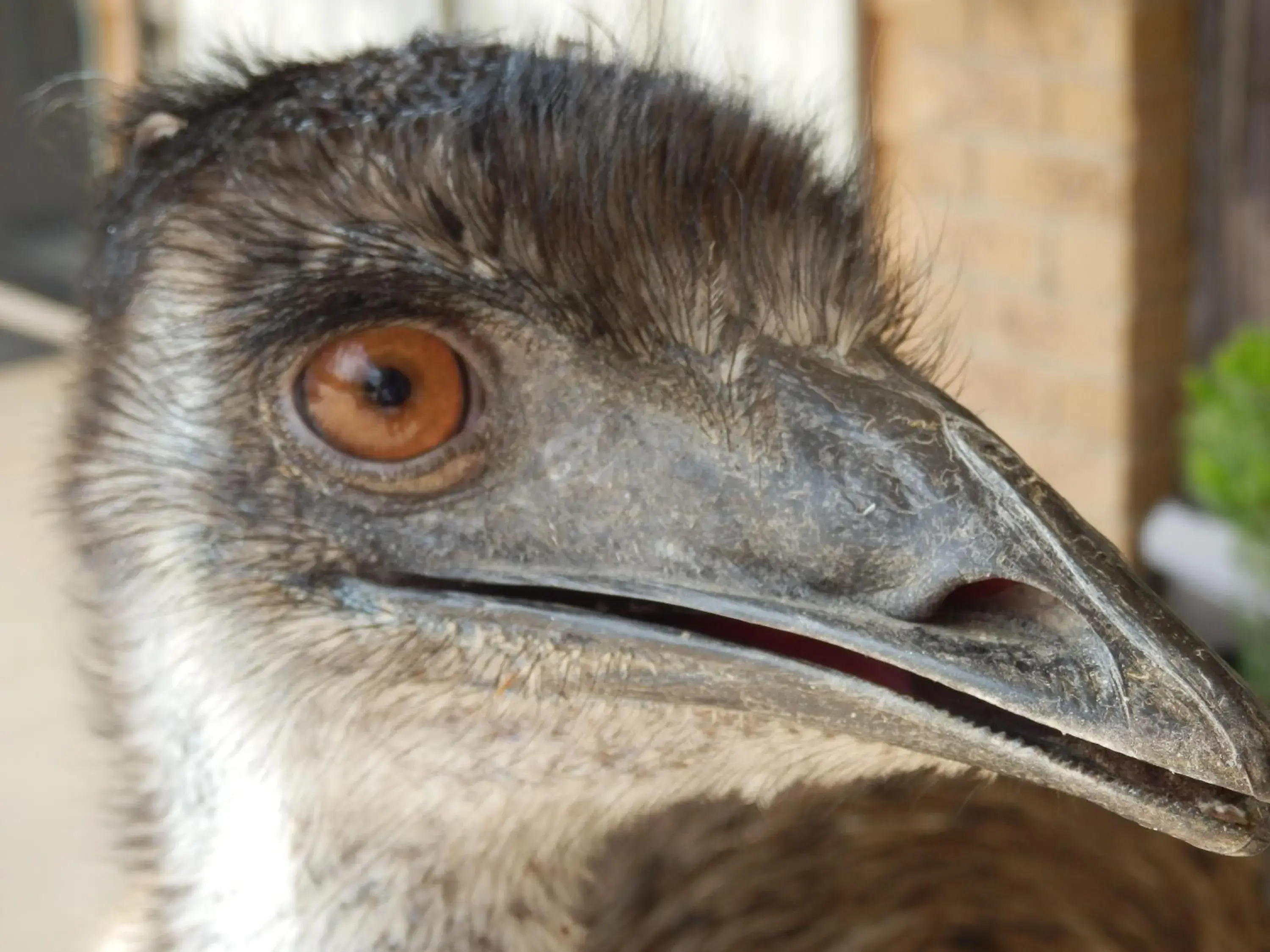 Animals in Mountain View Motor Inn & Holiday Lodges Animals in Mountain View Motor Inn & Holiday Lodges