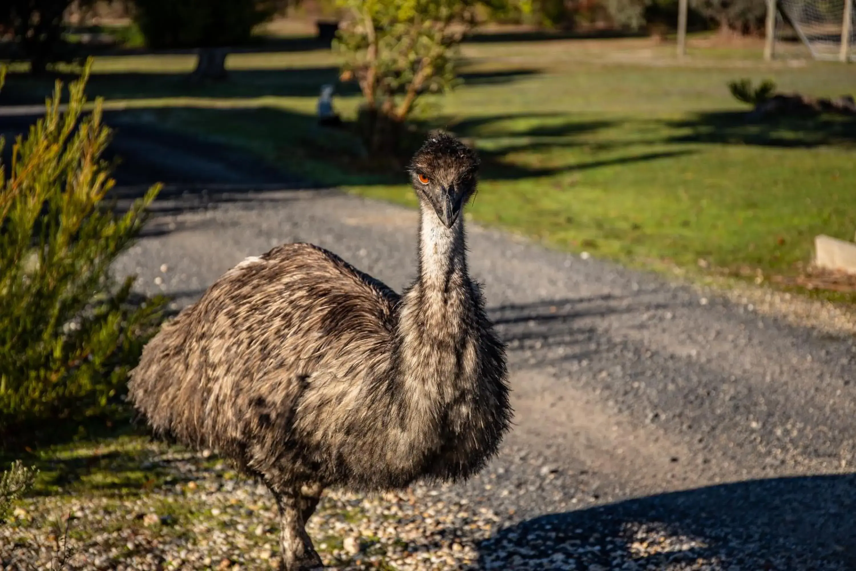Animals in Mountain View Motor Inn & Holiday Lodges Animals in Mountain View Motor Inn & Holiday Lodges