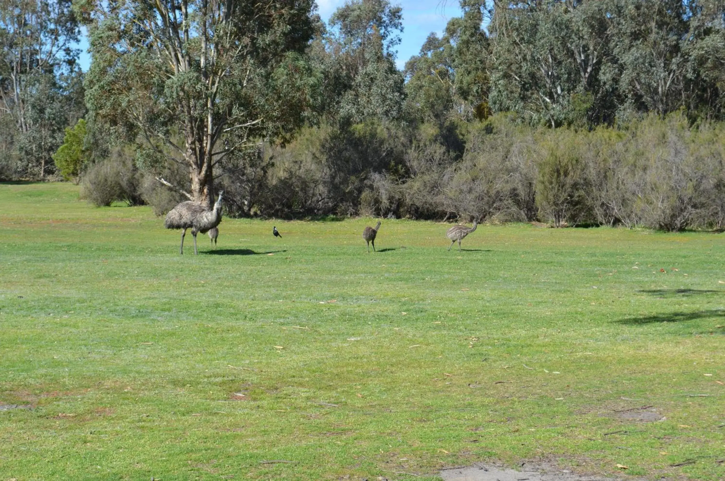 Area and facilities in Mountain View Motor Inn & Holiday Lodges Area and facilities in Mountain View Motor Inn & Holiday Lodges